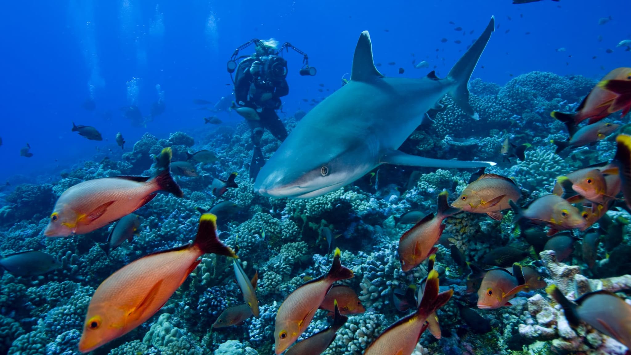 Ein Schwarzspitzenhai und ein Taucher zwischen Buckel Schnappern im Südpazifik.