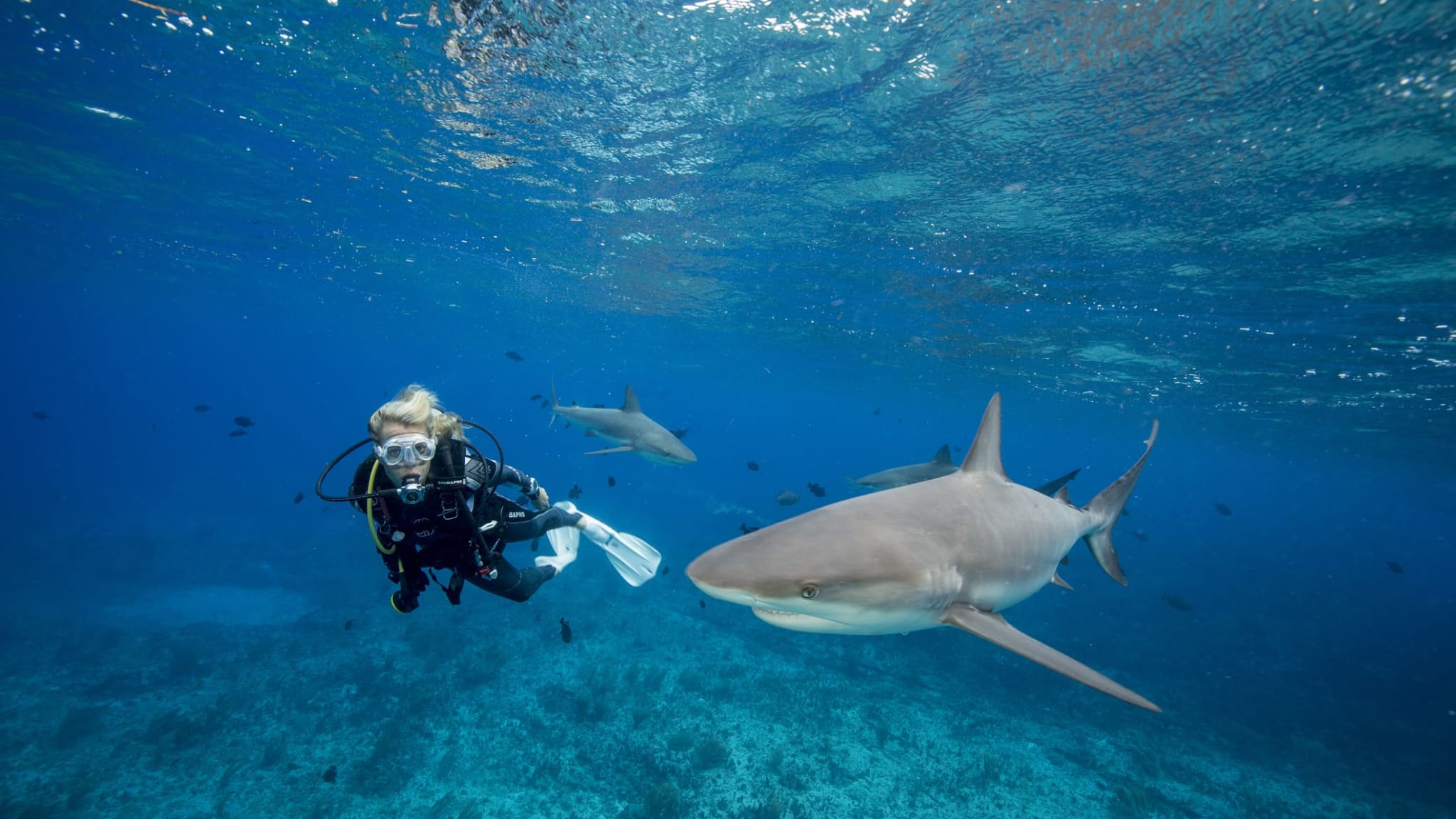 Eine Taucherin und drei Riffhaie am Tiger Beach.