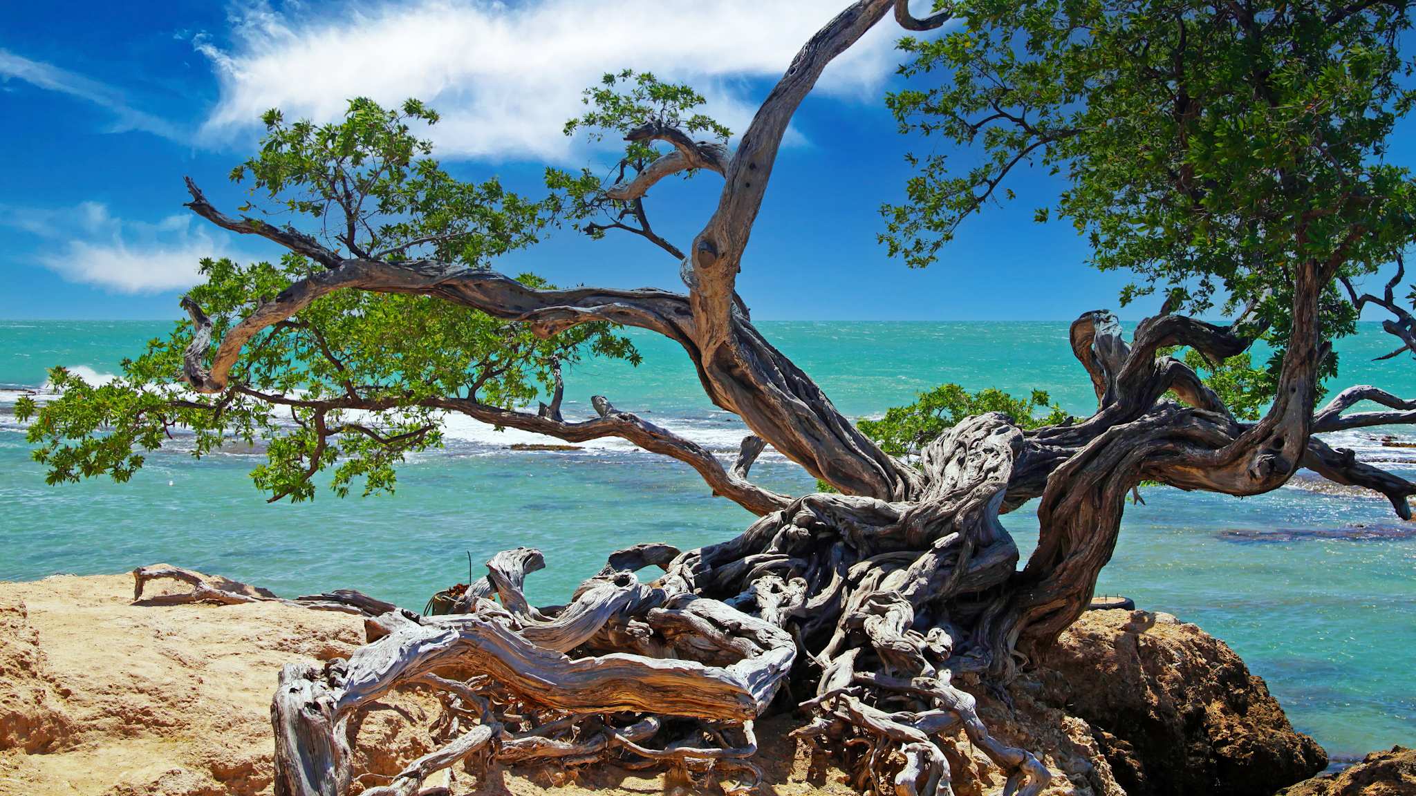 Ein verknöcherter Baum steht an einer Küste mit Blick aufs Meer.