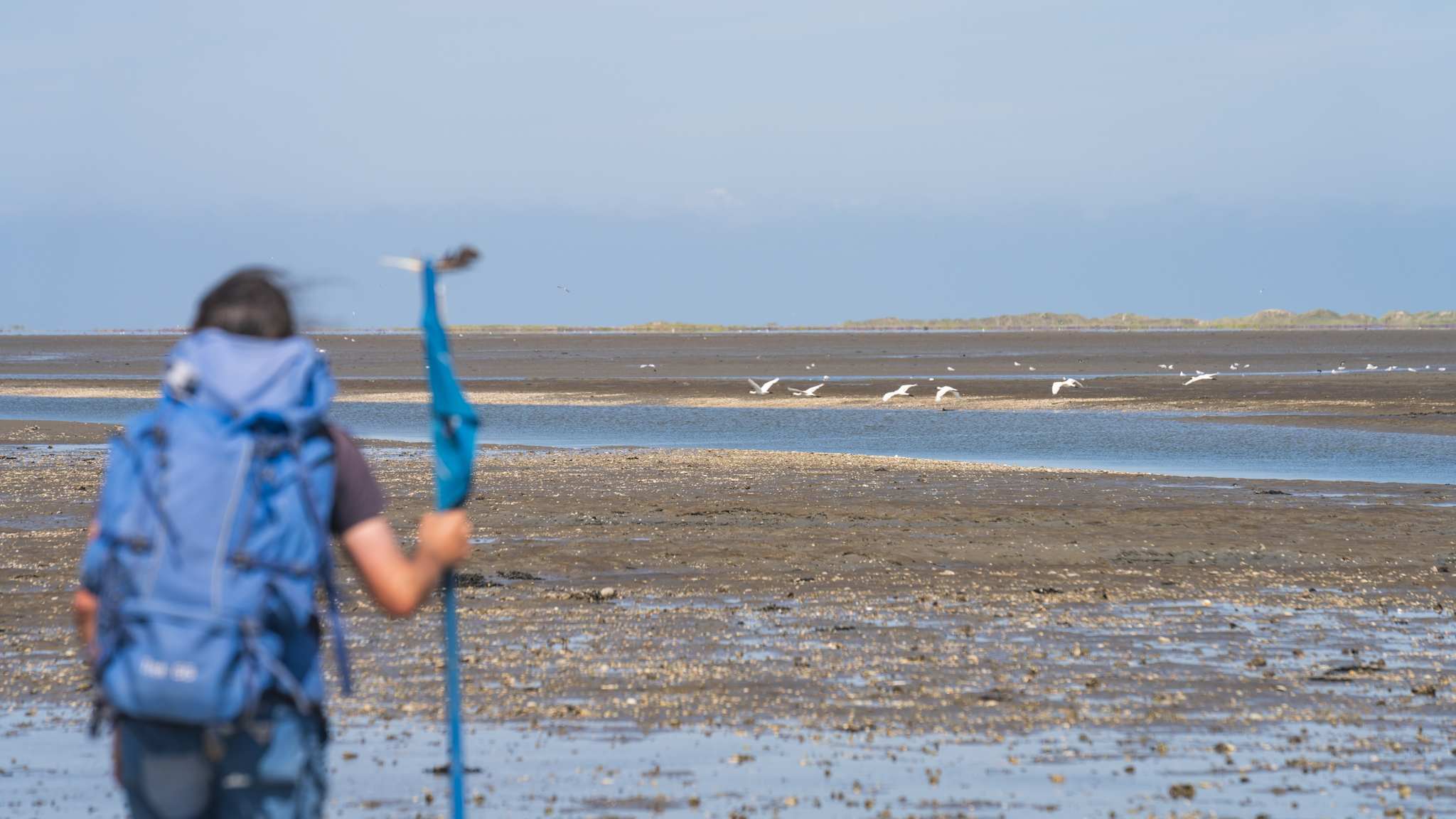 Person wandert durch das Wattenmeer. Im Hintergrund fliegen Möwen.