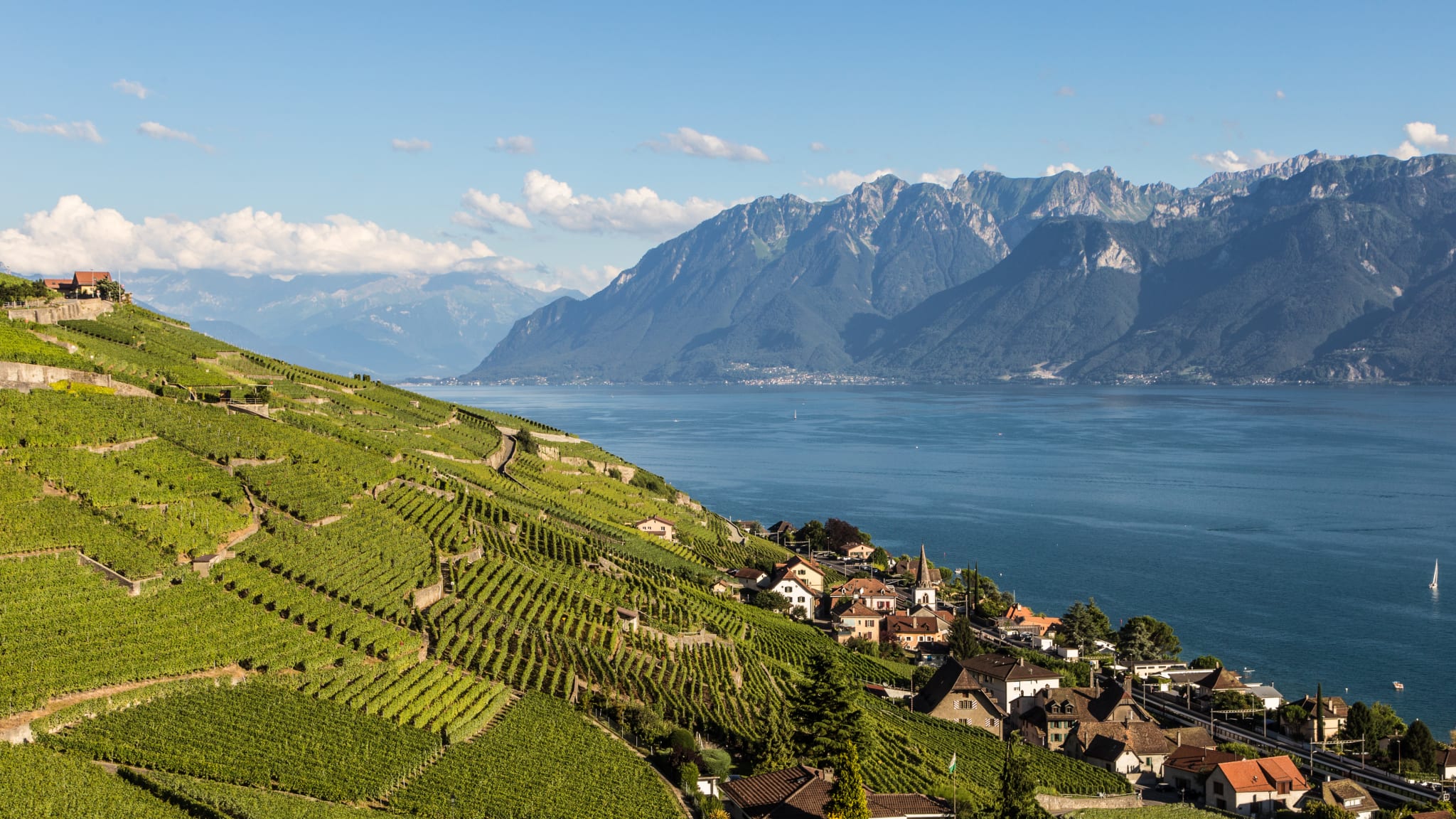 Weinberge am Genfer See in der Schweiz.