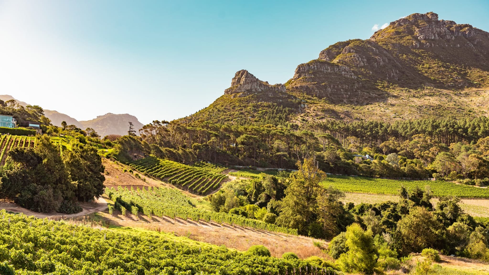Weinberge in Constantia bei Kapstadt, Südafrika.