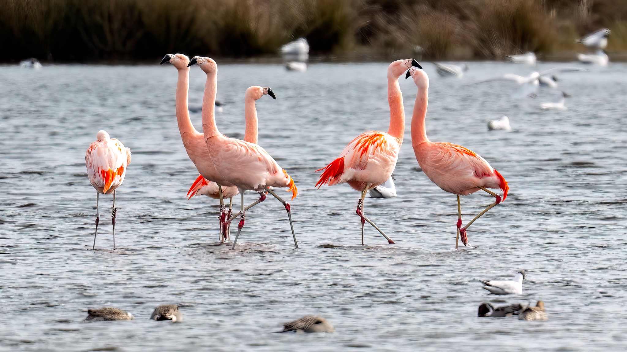 Zum Tag des Flamingos: 8 Hotels mit pinkem Wow-Faktor