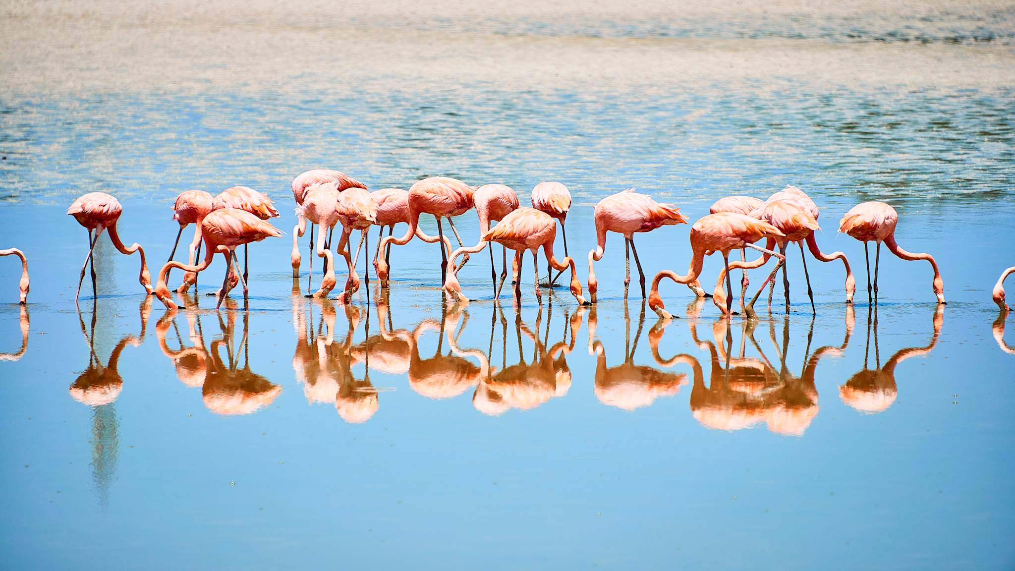 Zum Tag des Flamingos: 8 Hotels mit pinkem Wow-Faktor
