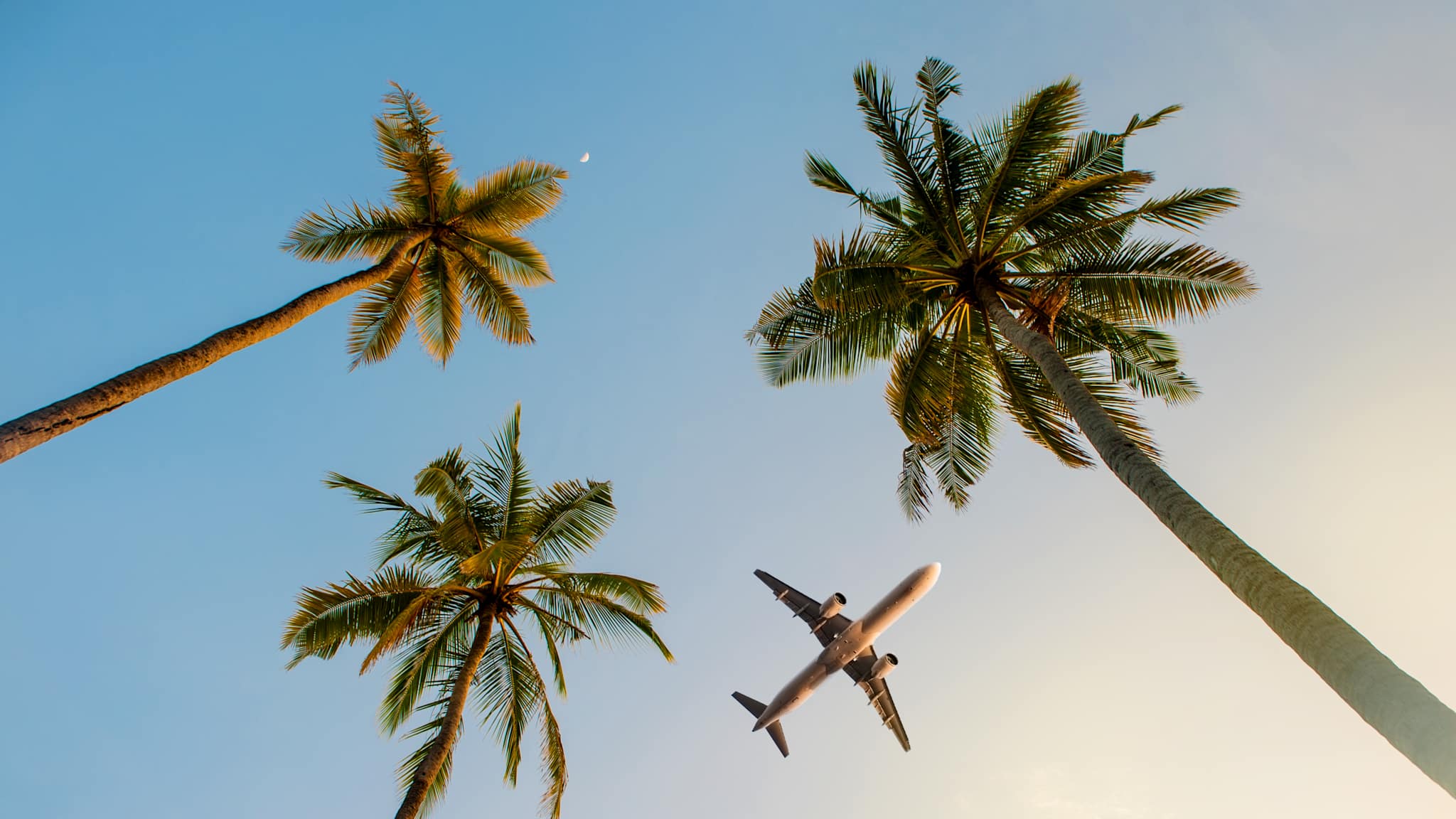 Flugzeug im Himmel über Palmen