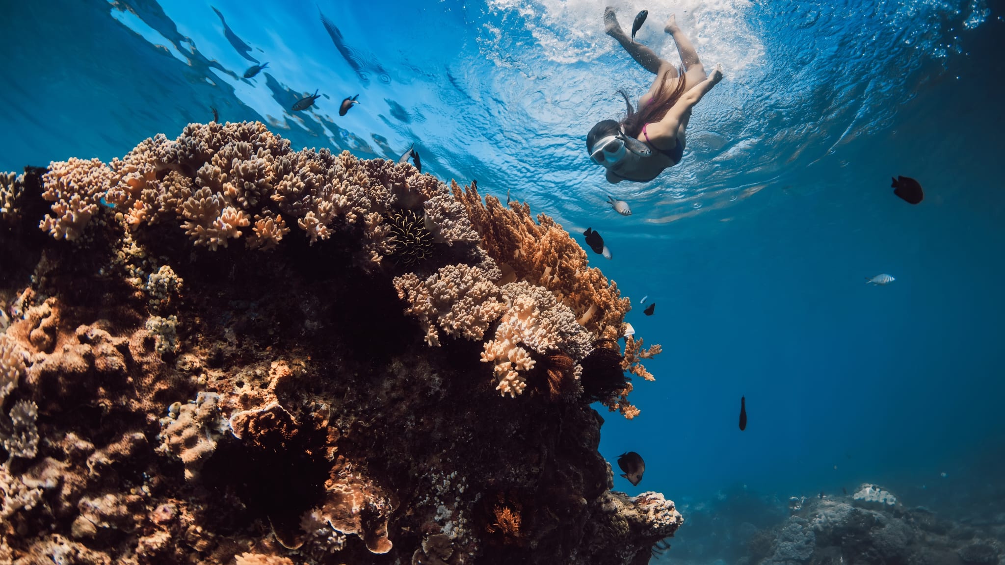 Frau taucht mit Schnorchel unter Wasser.