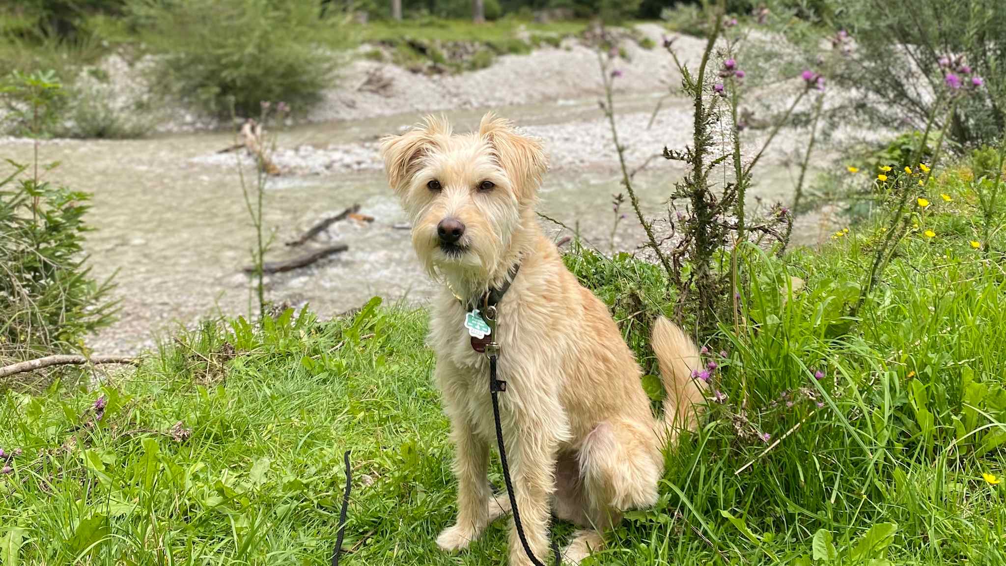Wanderung mit Hund Merlin um den Achensee