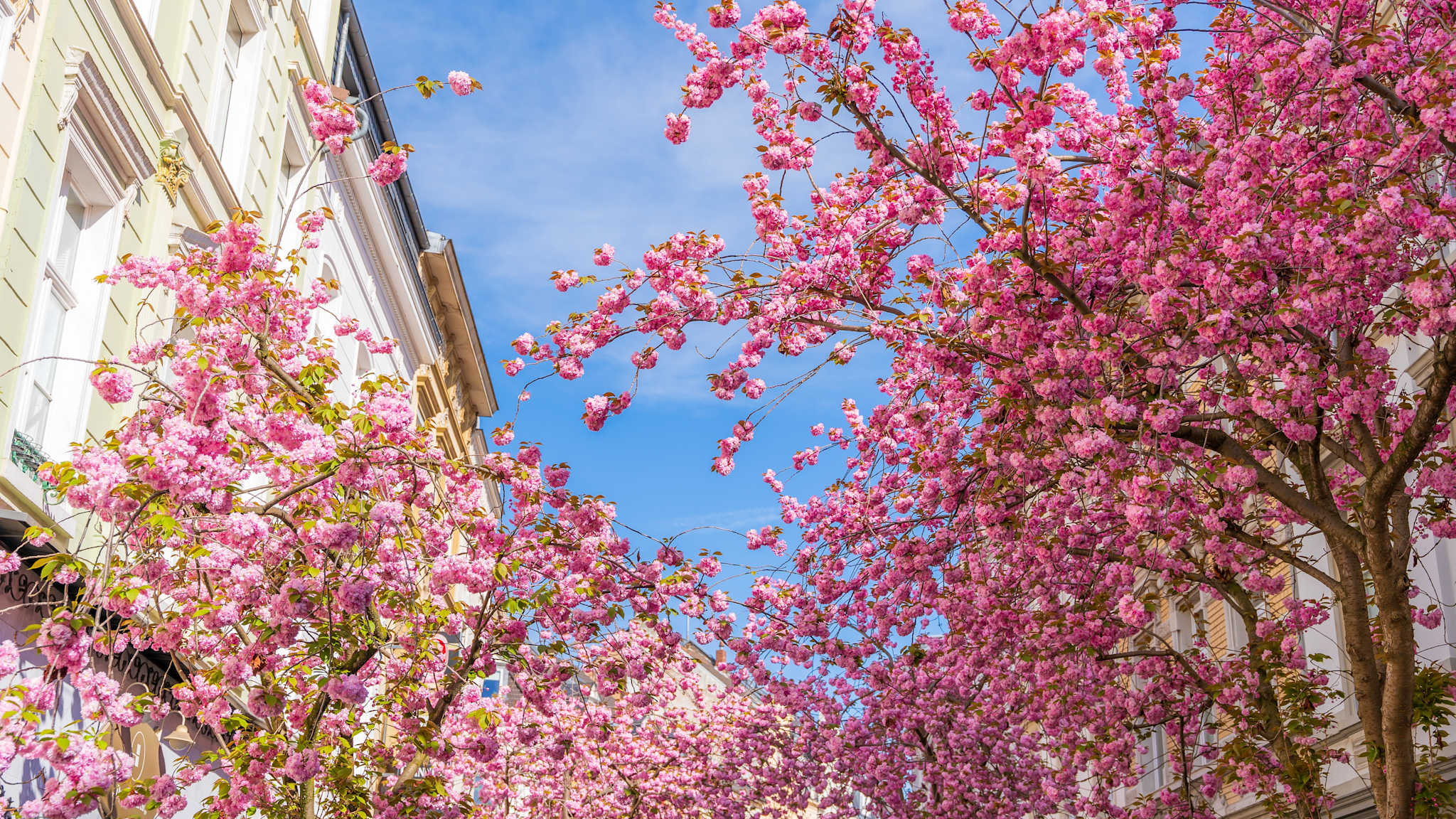 Rosafarbene Kirschblütenbäume in einer Straße.