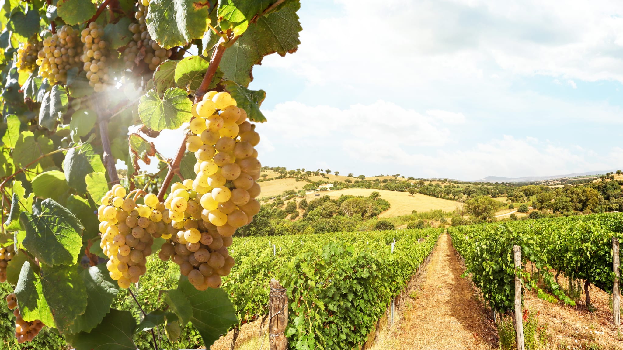 Weinberg in dem Chianti-Gebiet, Toskana, Italien © stock.adobe.com - ah_fotobox