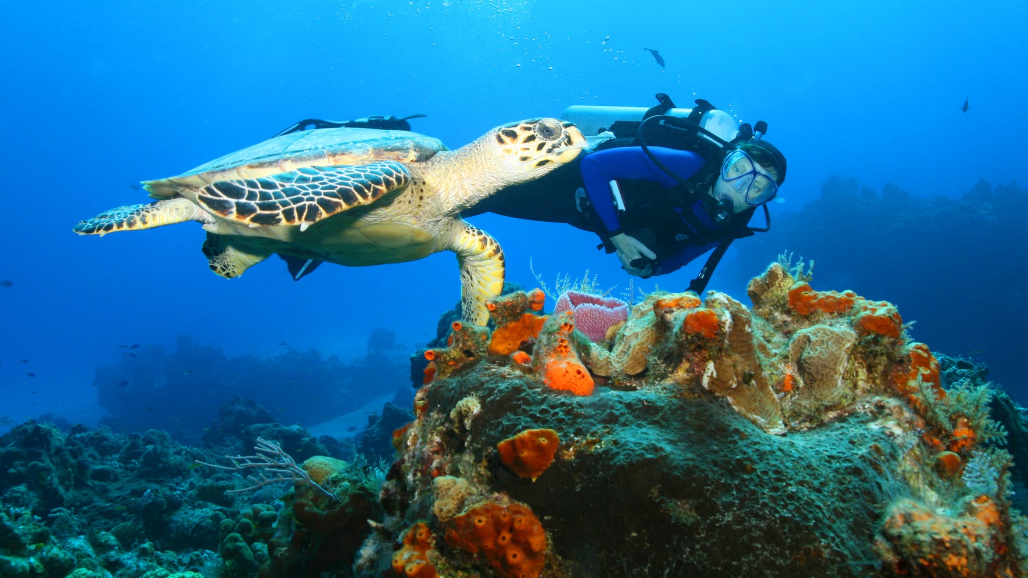 Tauchen in Cozumel, Mexiko