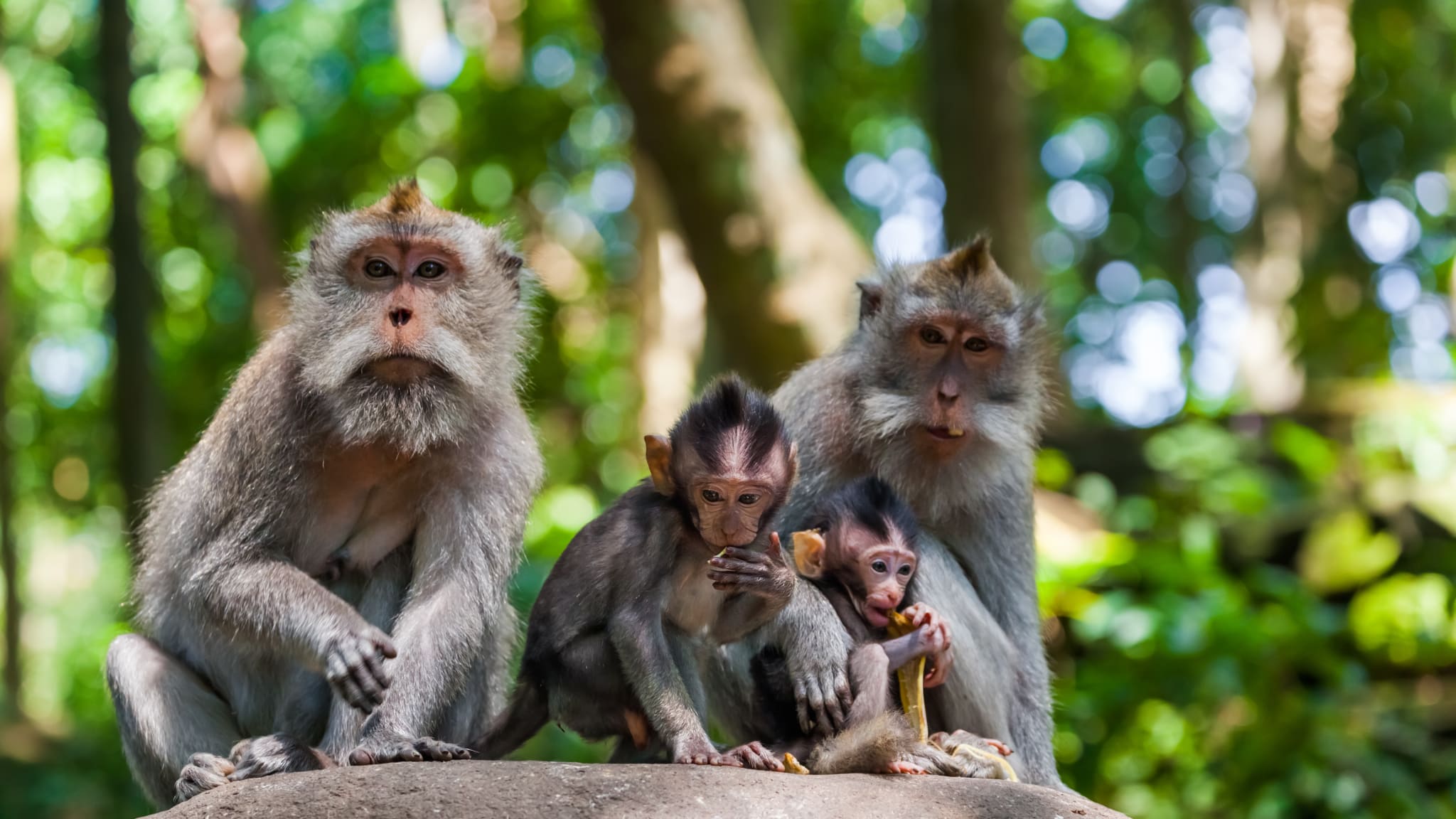 Monkey Forest, Ubud, Bali, Indonesien