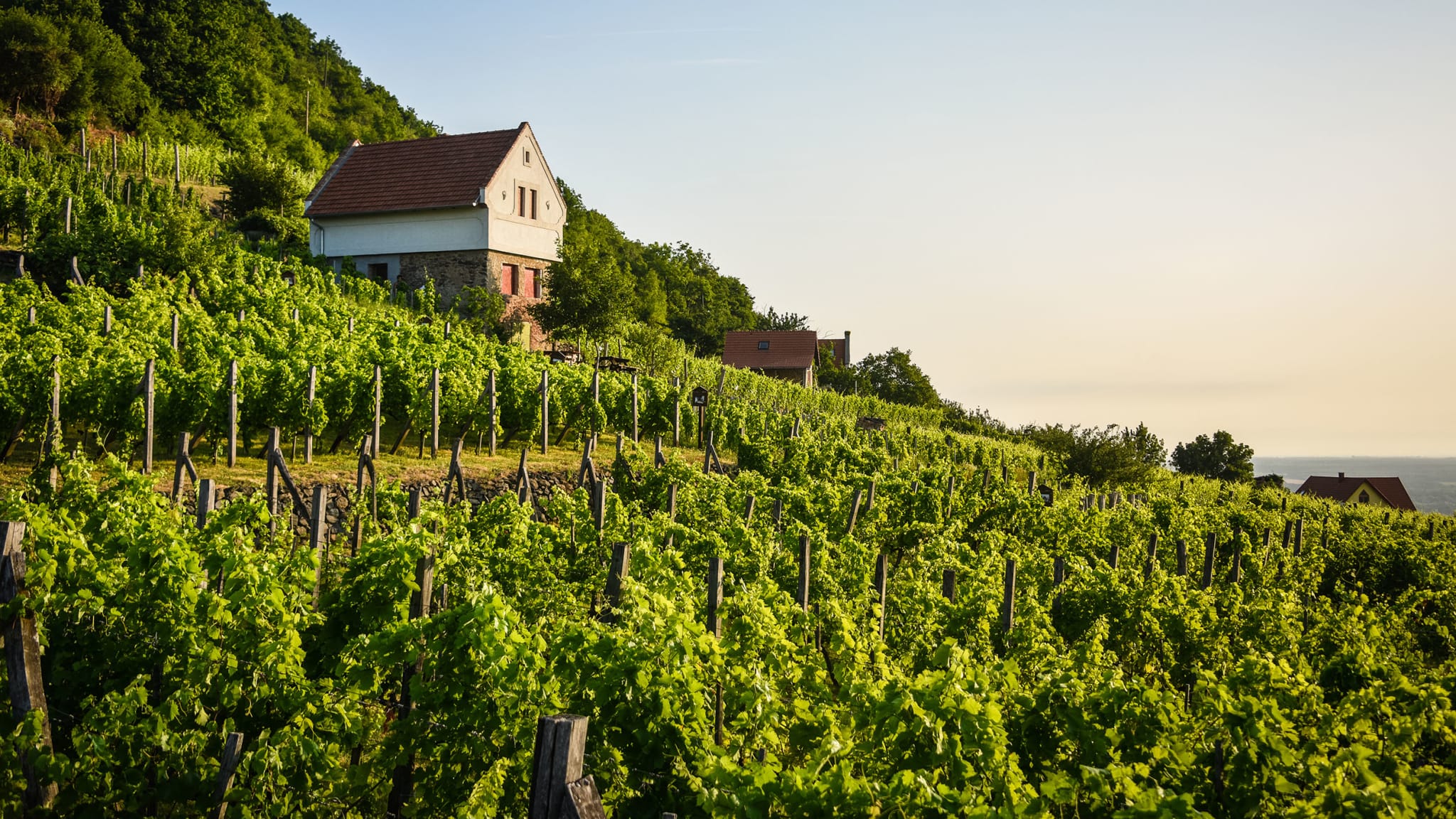 Die Weingüter am Balaton sind für ihre hervorragenden Tropfen weltweit bekannt © Ungarische Tourismusagentur