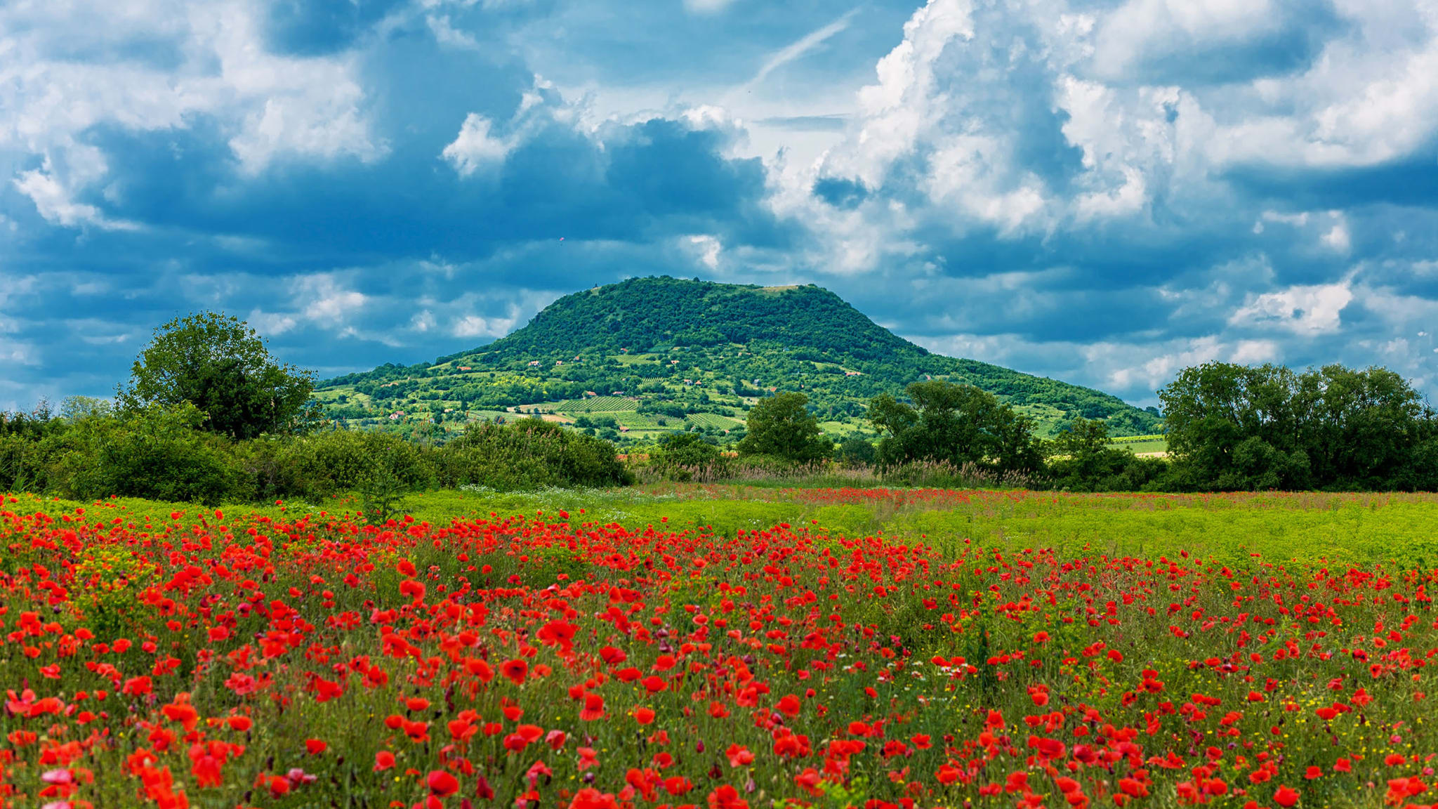 Farbenfrohe Blütenpracht im Káli-Becken in der Nähe des Tafelebergs Badacsony	© stock.adobe.com - andras_csontos