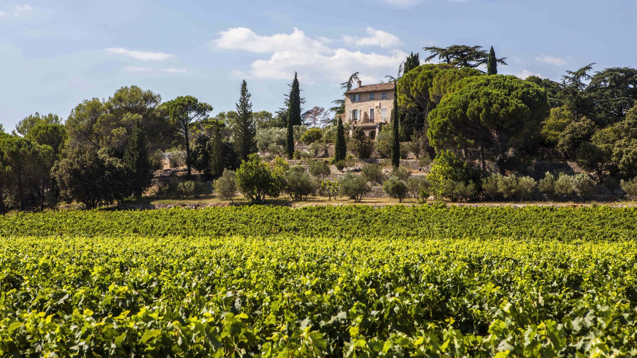 Weingut bei Carcés in der Provence Verte