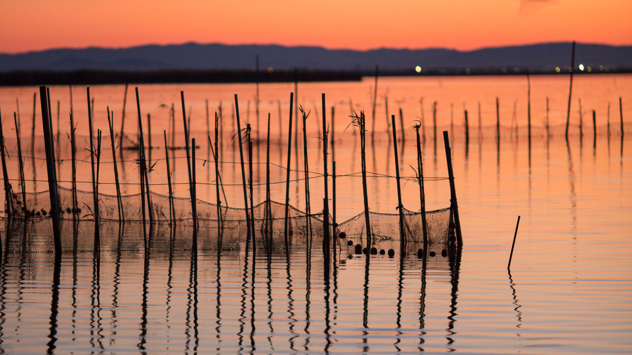 Fischerreusen im Sonnenuntergang in La Albufera bei Valencia