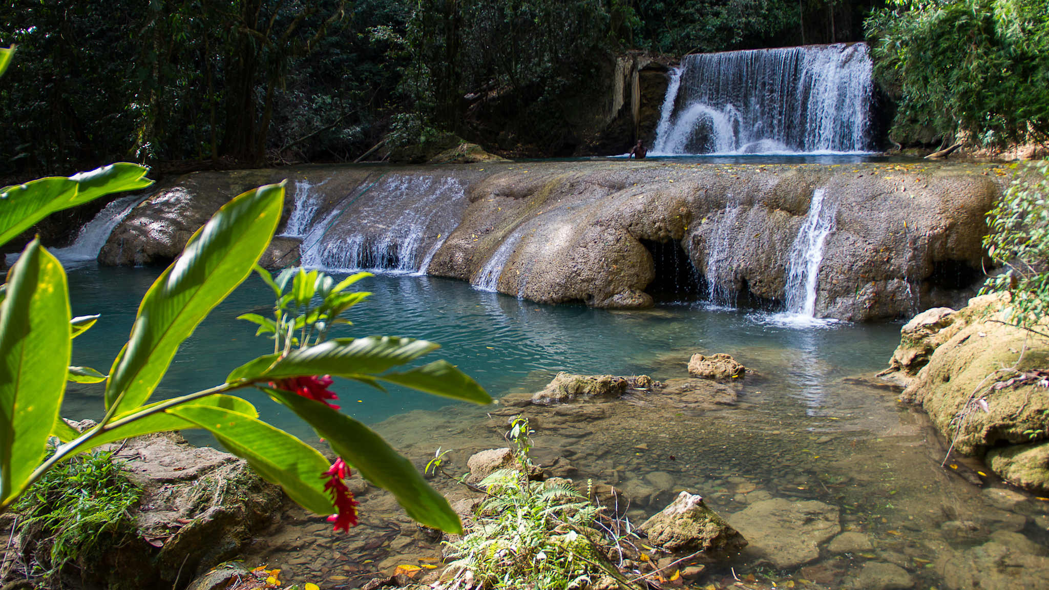 Ein kleiner Wasserfall mit bunter Pflanze im Vordergrund