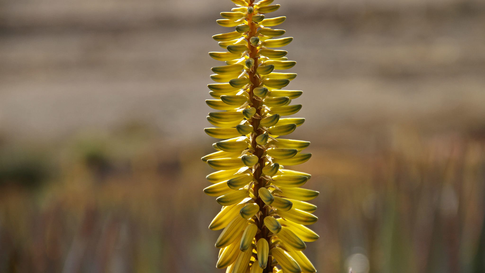 Aloe Vera 10