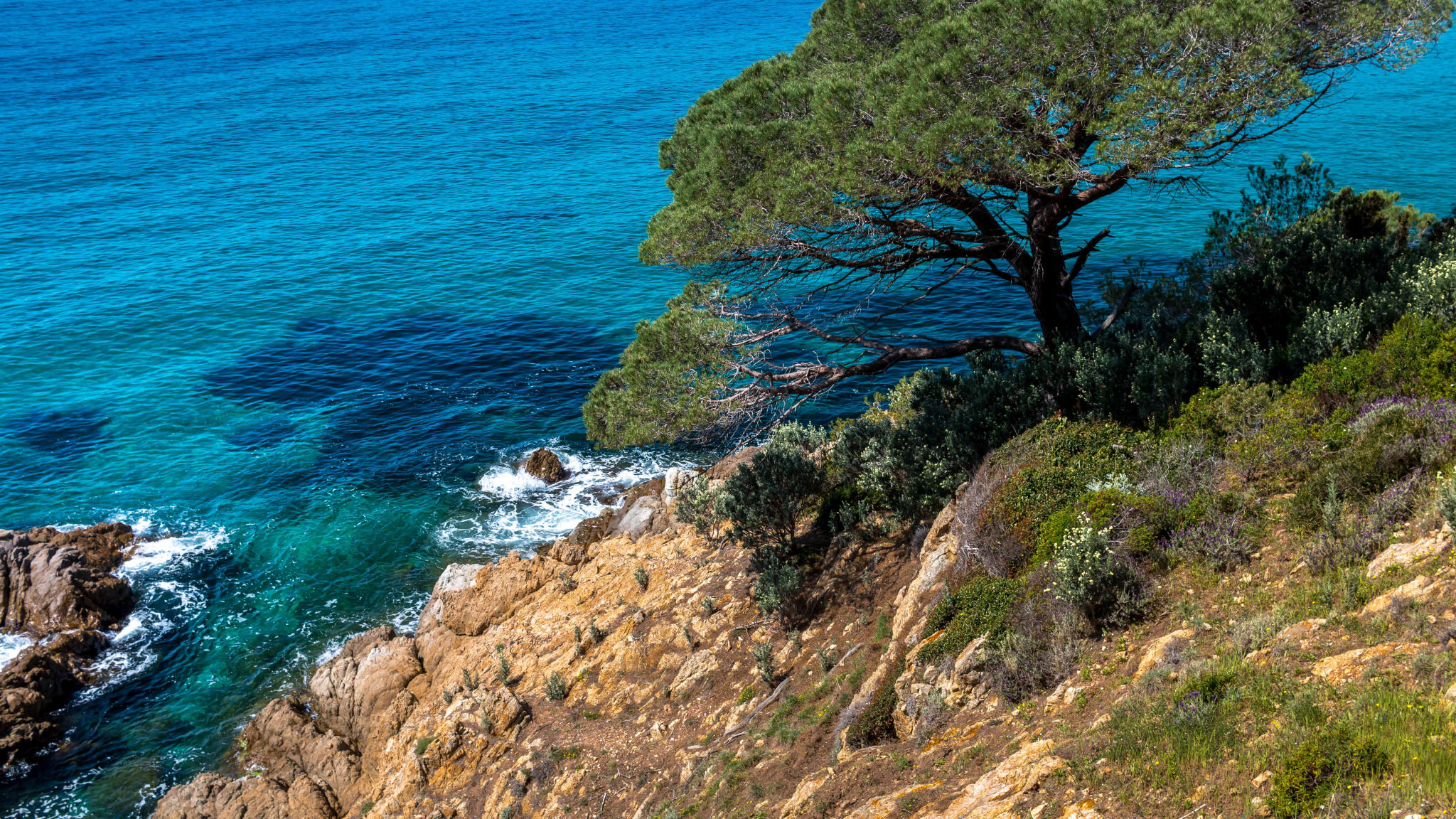 Pinienbaum an der Küste bei Saint-Tropez