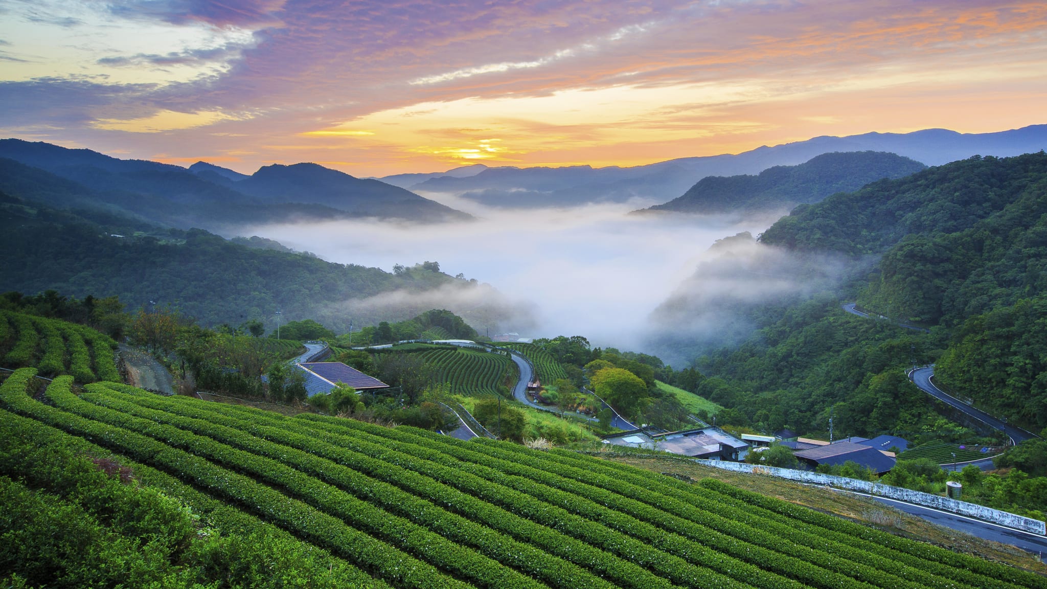 Teeplantage in Pinglin, Taiwan