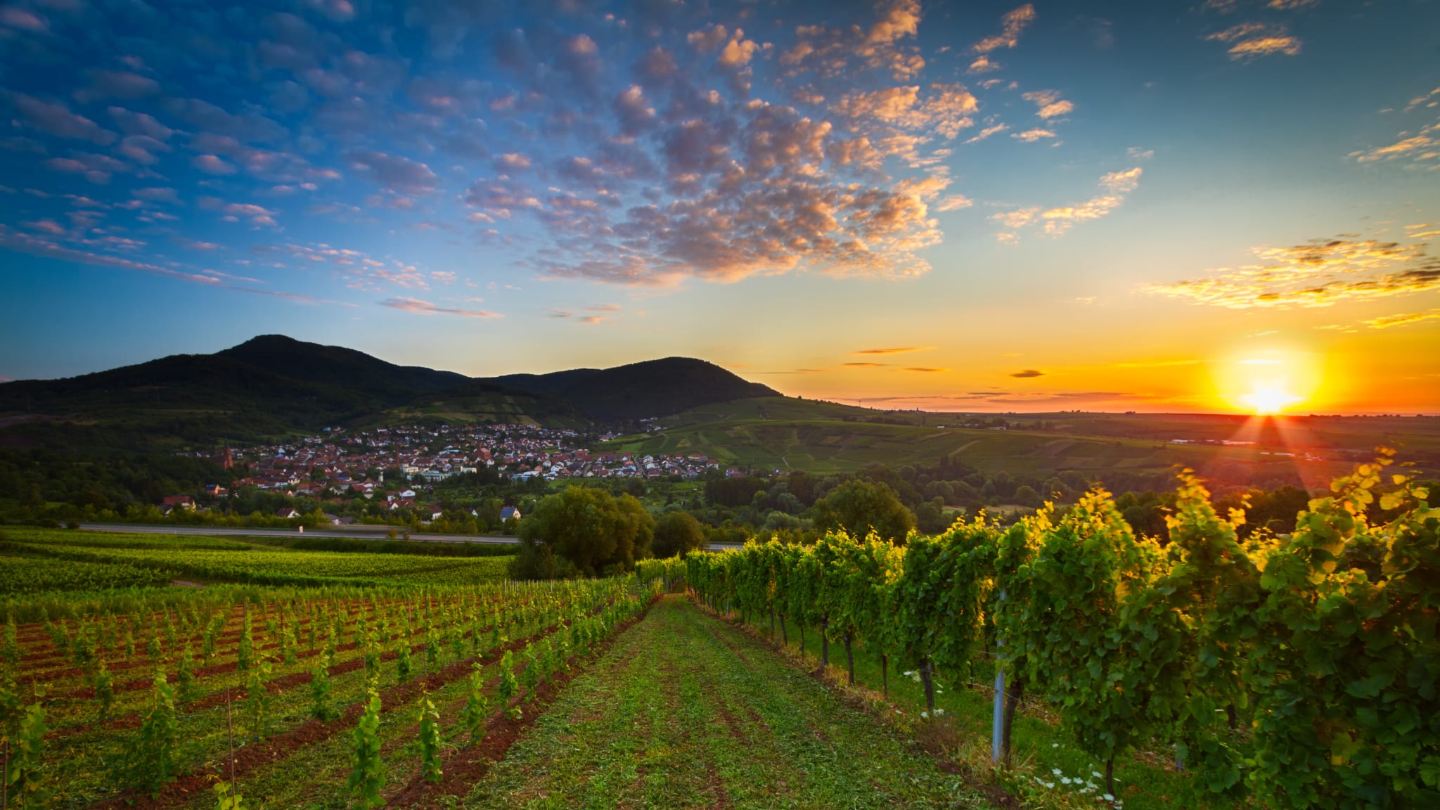 Weinberg im Sonnenaufgang in der Pfalz