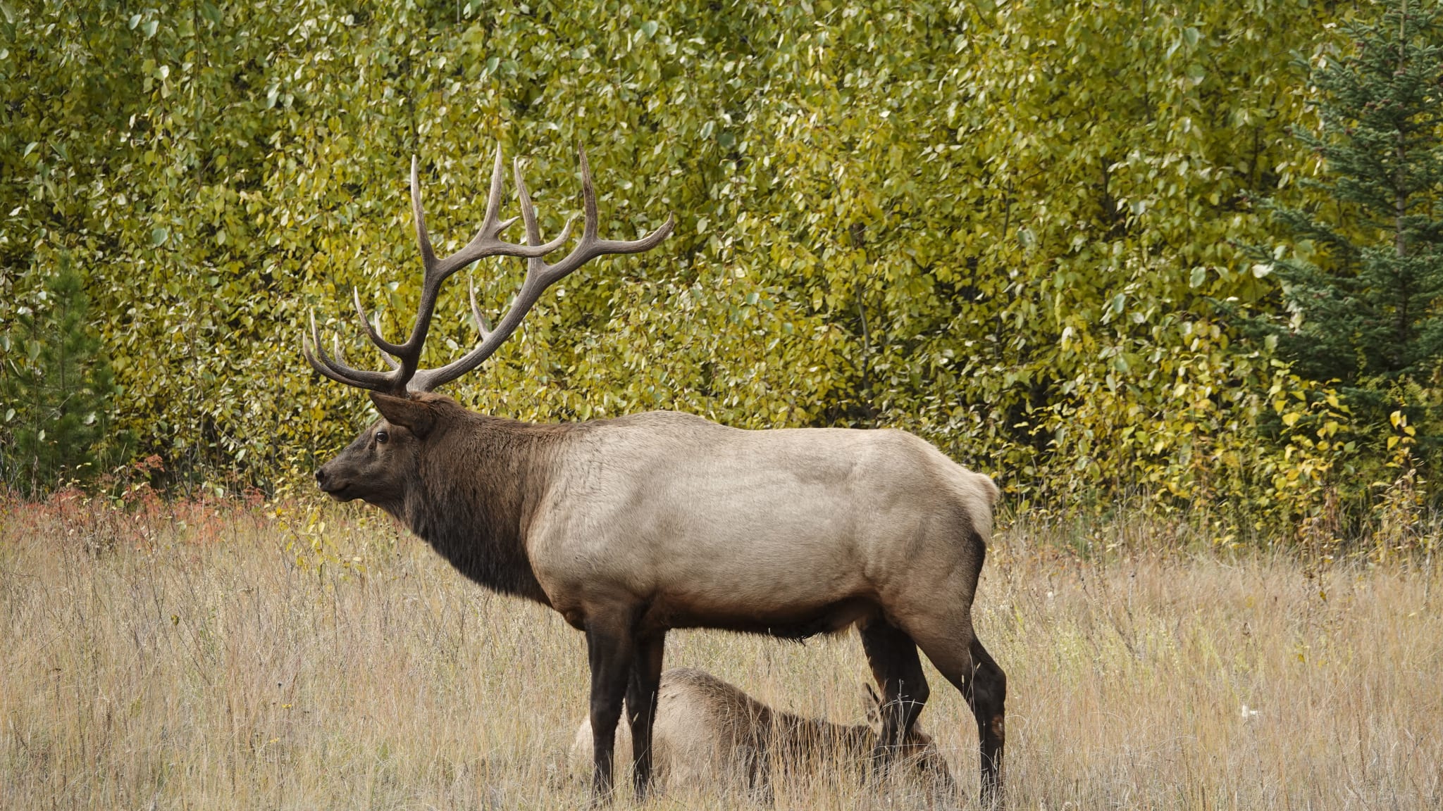 Elk-Bulle, Rocky Mountains, Kanada