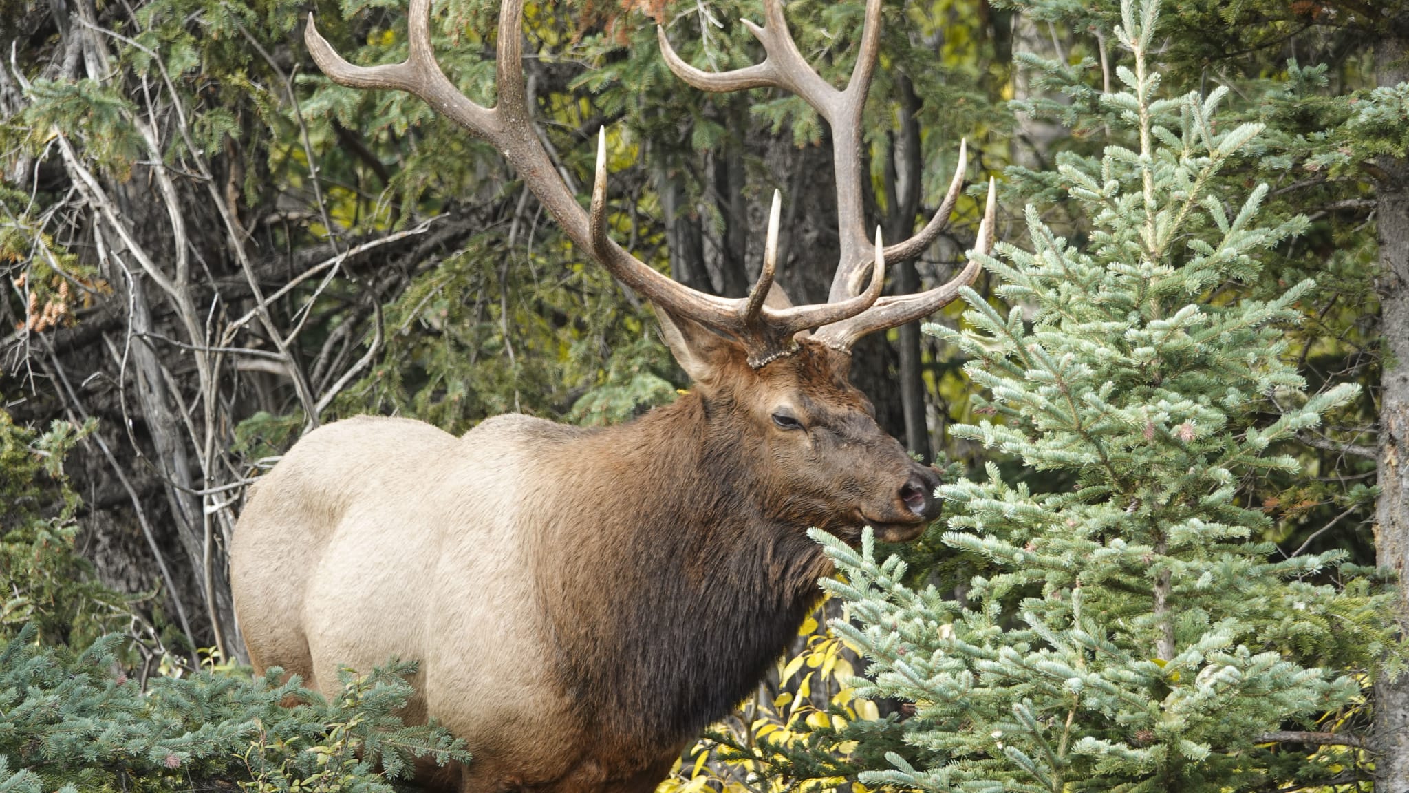 Ein Wapiti-Bulle, Rocky Mountains, Kanada