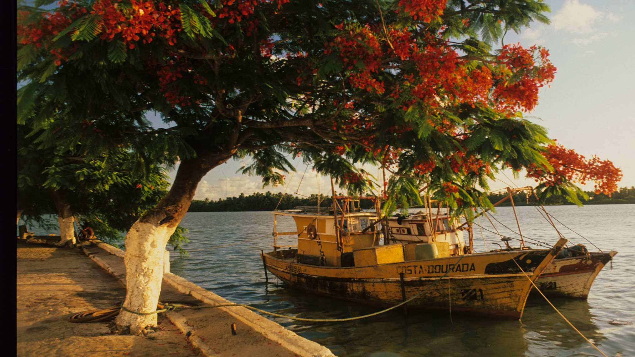 Baum mit roten Blüten am Kai, daneben zwei Boote bei Recife im Norden Brasiliens