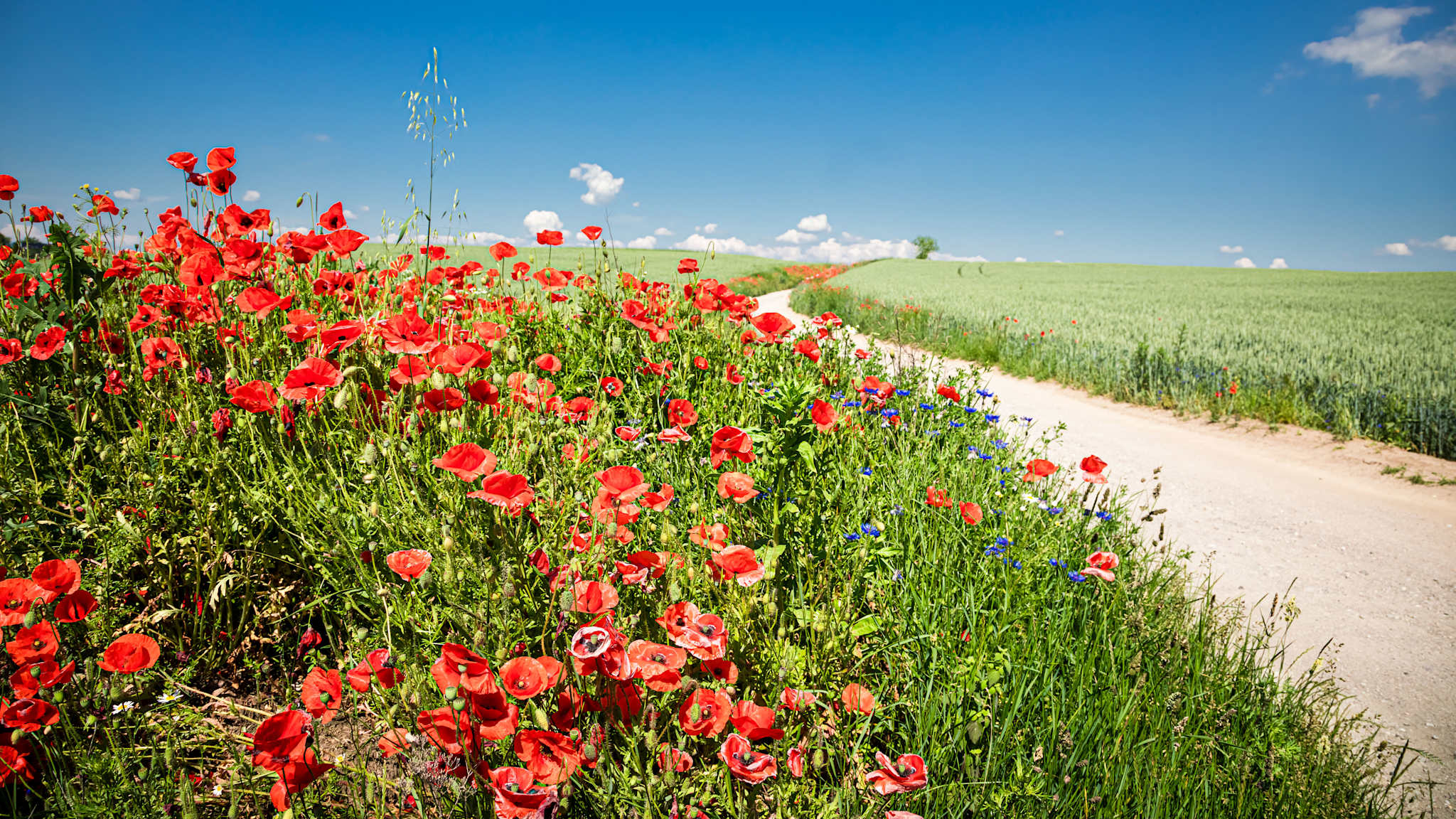 Mohnfeld im Sommer