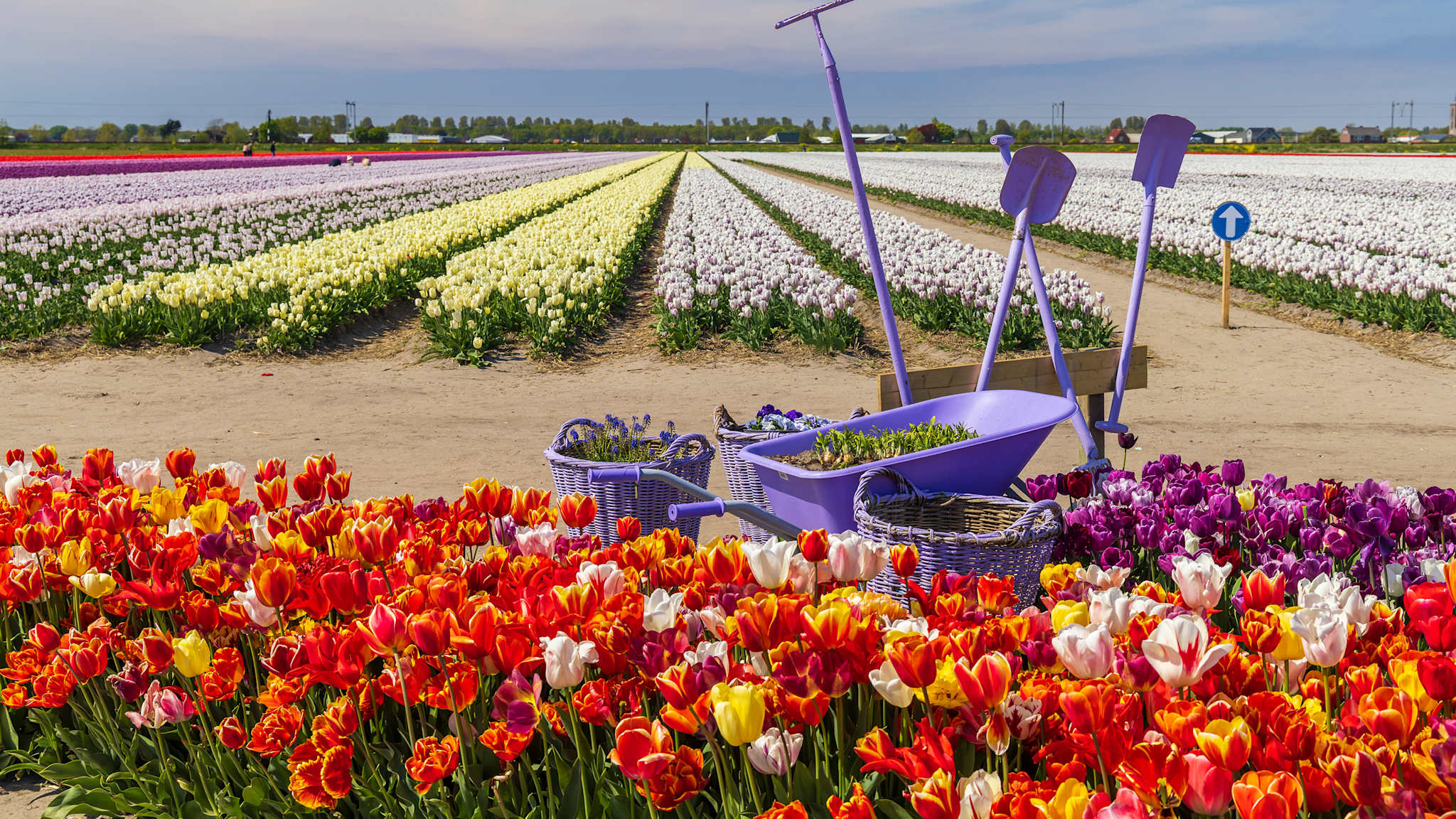 Tulpenfeld mit bunten Blumen und Gartengeräten in Hillegom, Niederlande