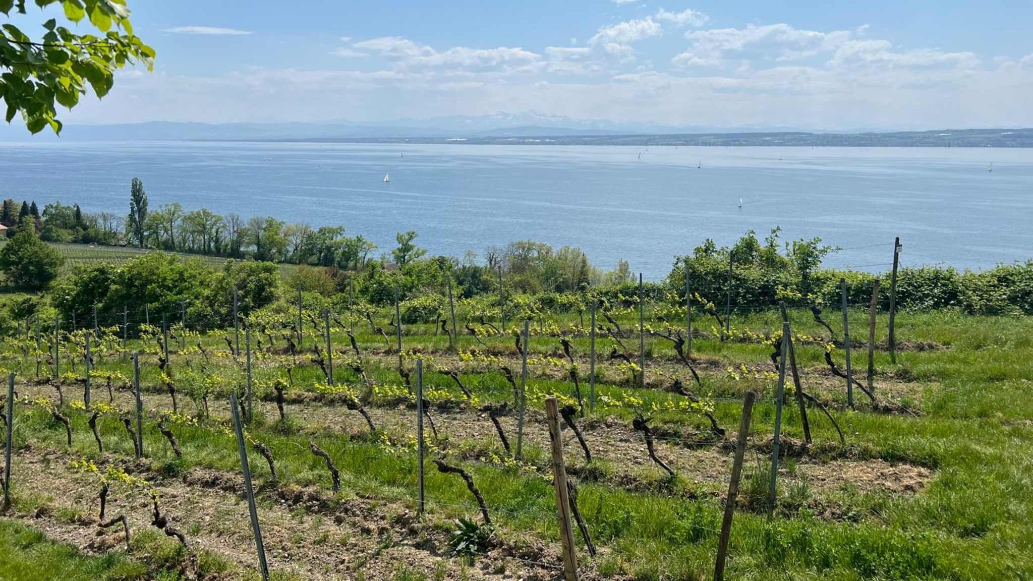 Panoramablick über die Weinreben auf den Bodensee © Nathalie Krieg
