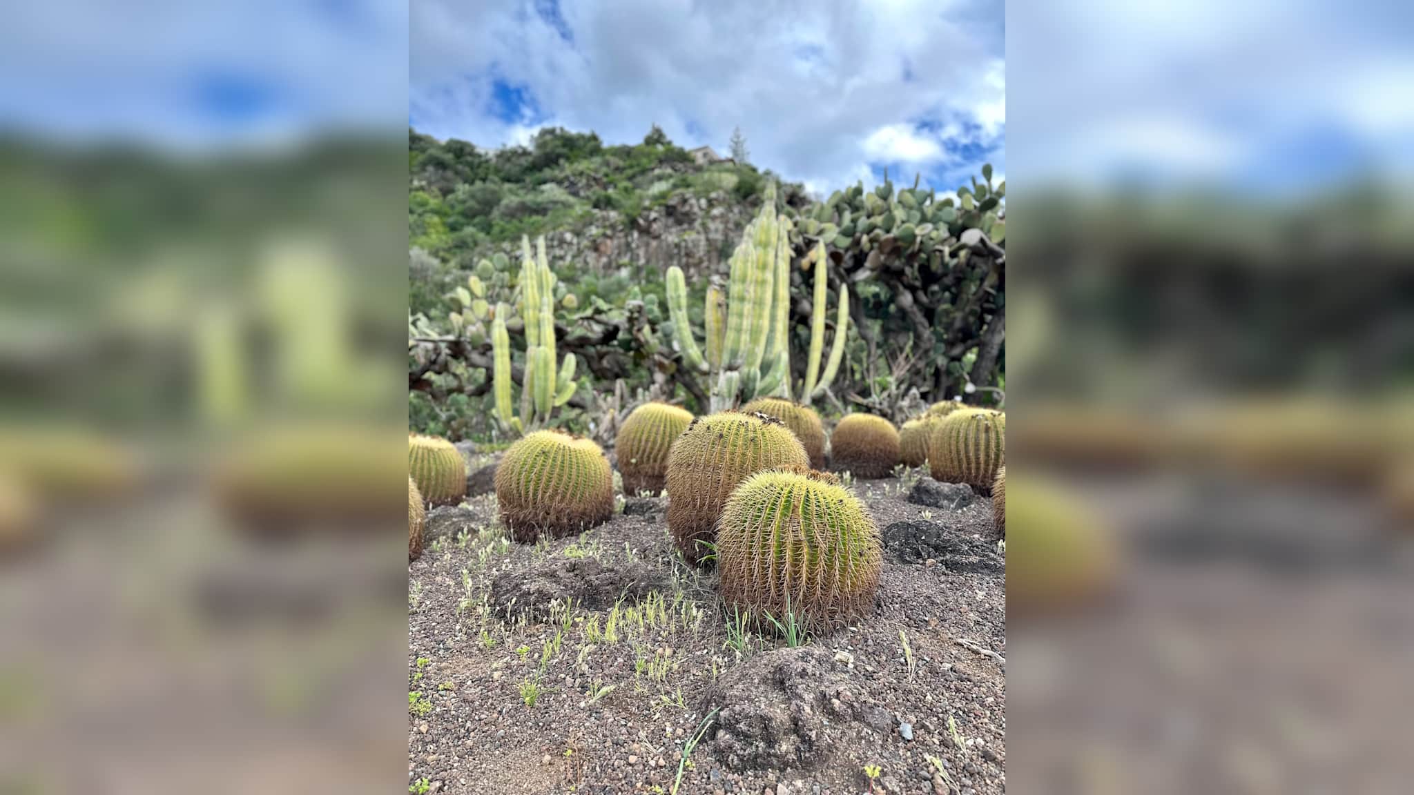 Kakteen im Jardín Botánico Canario auf Gran Canaria, Spanien ©Charlotte Brosse