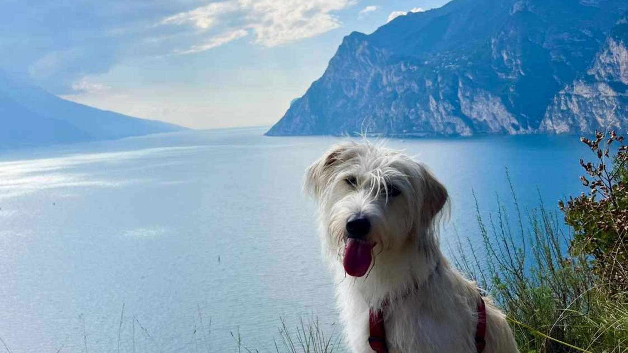 Hund vor schöner Aussicht auf den Gardasee © Sophie Roiser