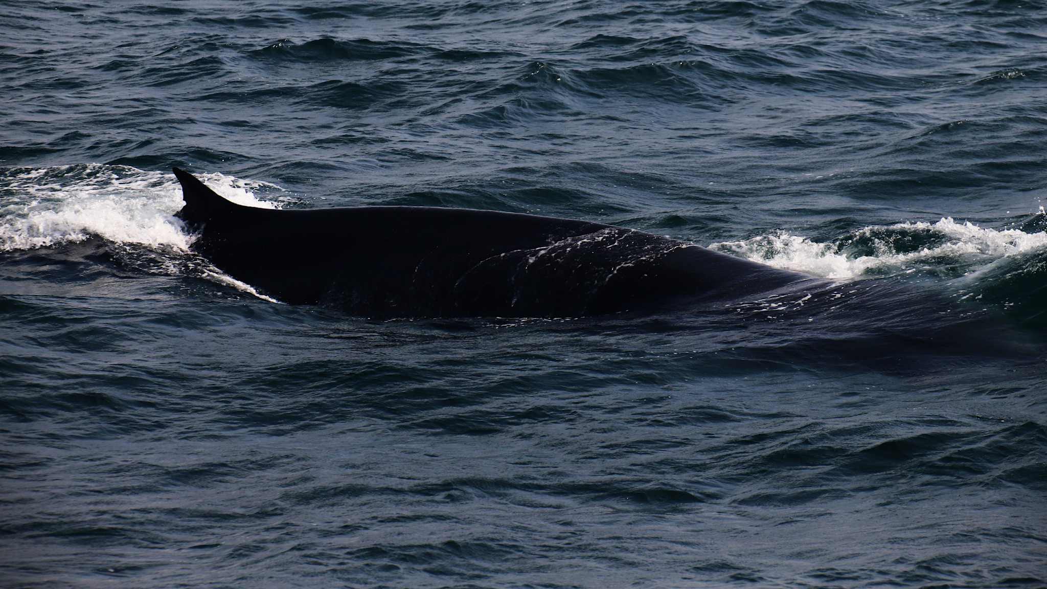 Wal im Meer, Whale Watching auf Sri Lanka © Nele Gerken