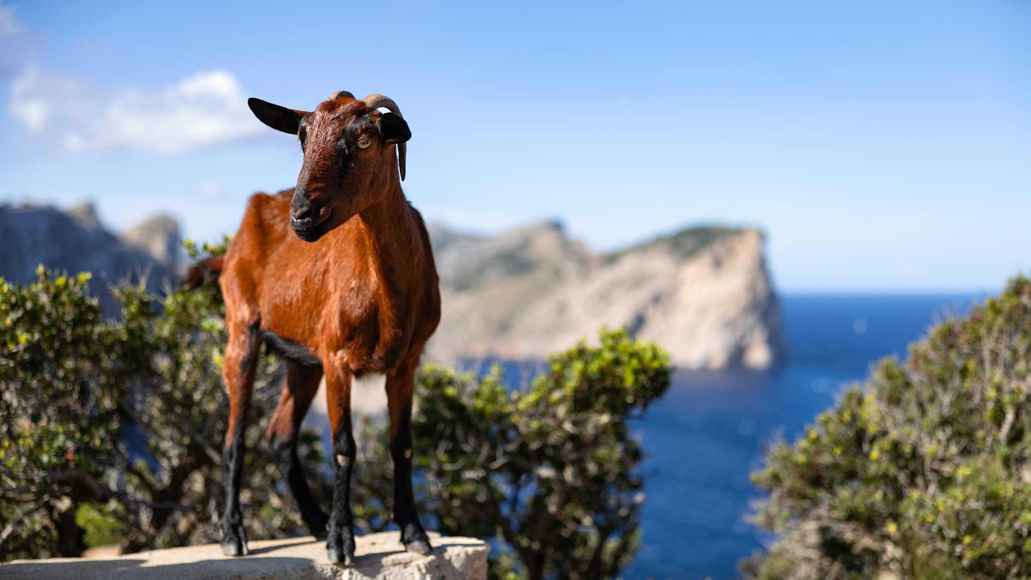 Eine Ziege steht auf einem Felsen mit dem Meer im Hintergrund