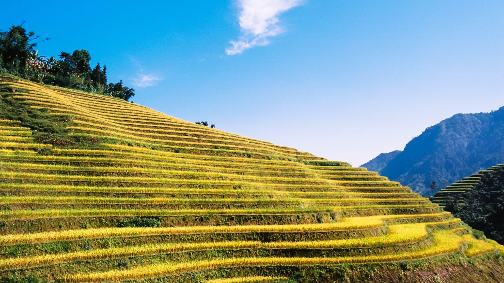 Reisterrasse Hoang Su Phi, Ha Giang, Nördliches Hochland Vietnam