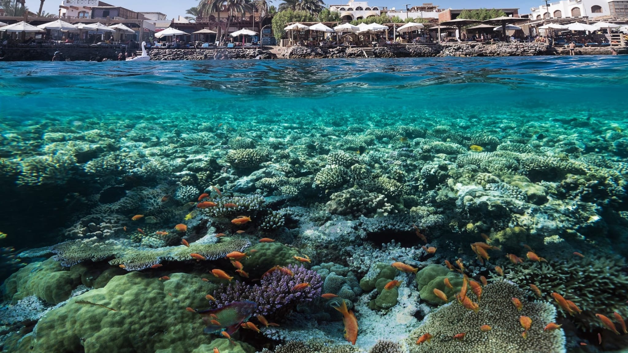 Unterwasserwelt im Roten Meer, Dahab, Ägypten