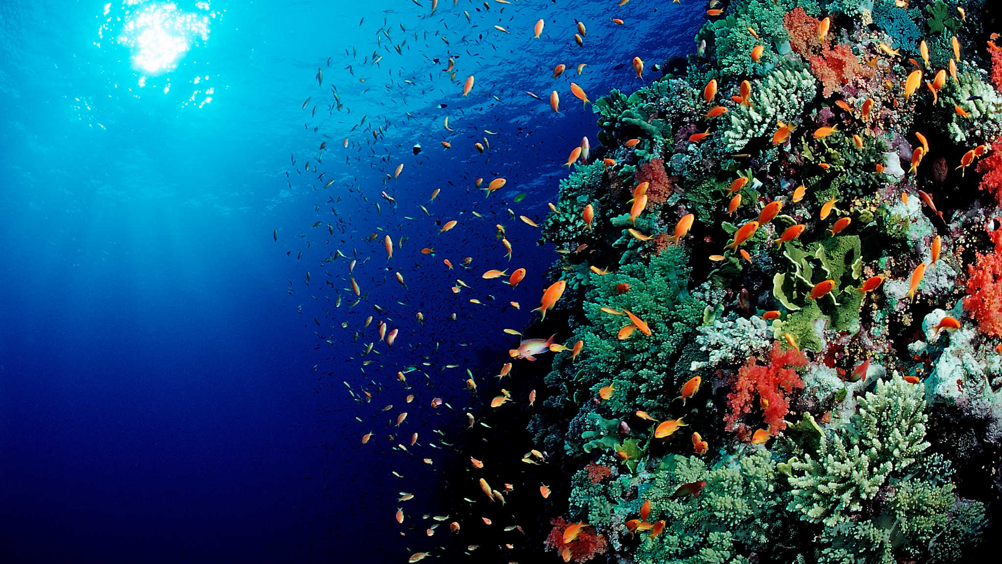 Ein Korallenriff mit bunten Fischen