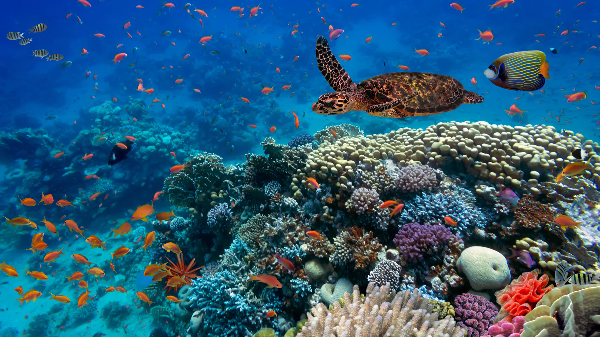 Tropische Fische und Schildkröte im Roten Meer, Ägypten