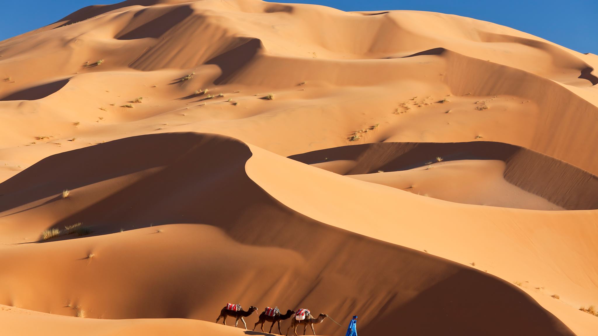 Kamele in den Dünen der Erg Chebbi Wüste, Sahara, Marokko
