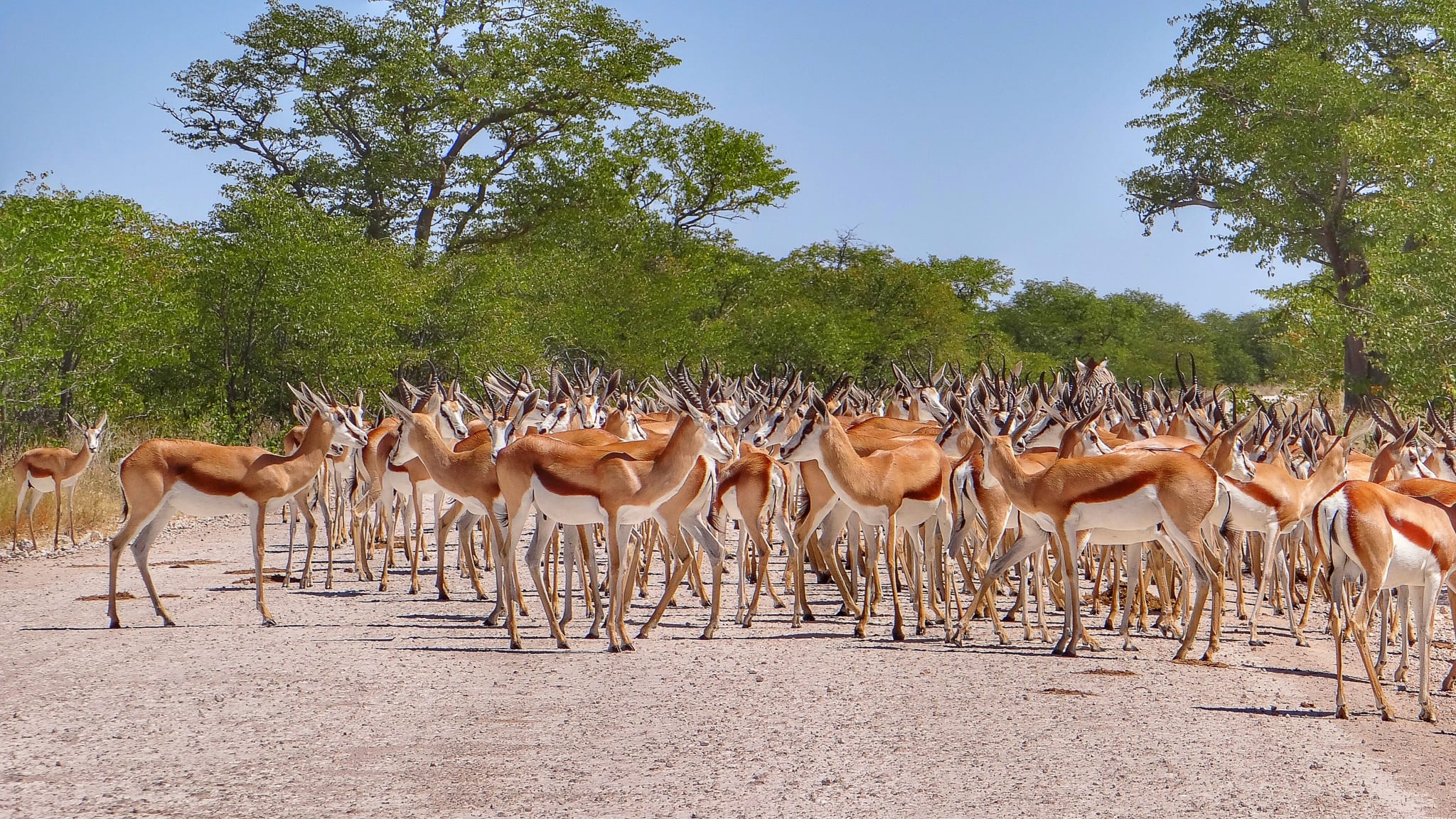 Herd Of Springbok On Field At Etosha National Park