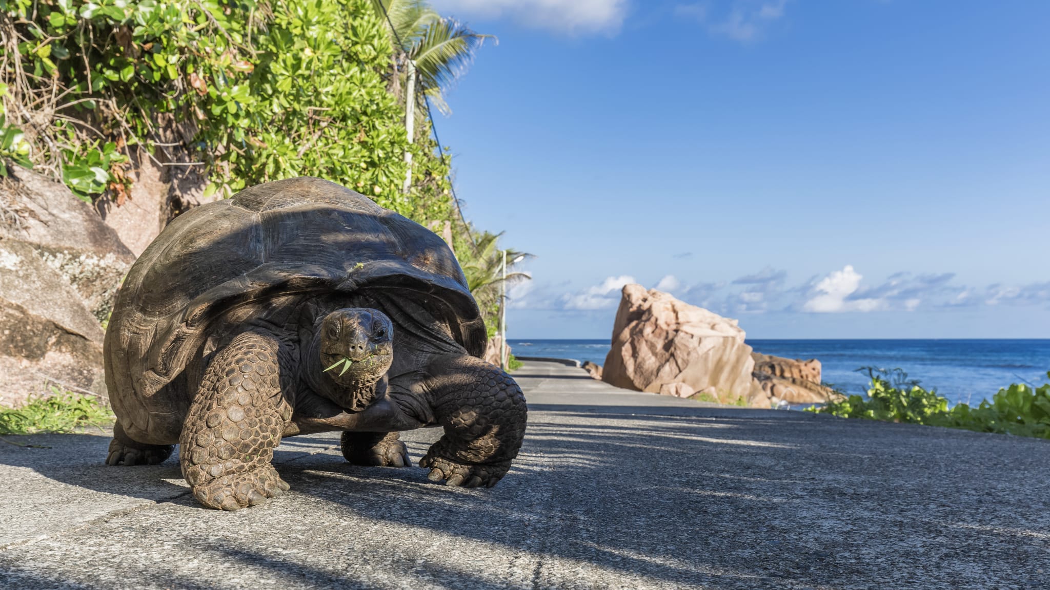 Riesenschildkröte auf einer Straße mit dem Meer und Felsen im Hintergrund