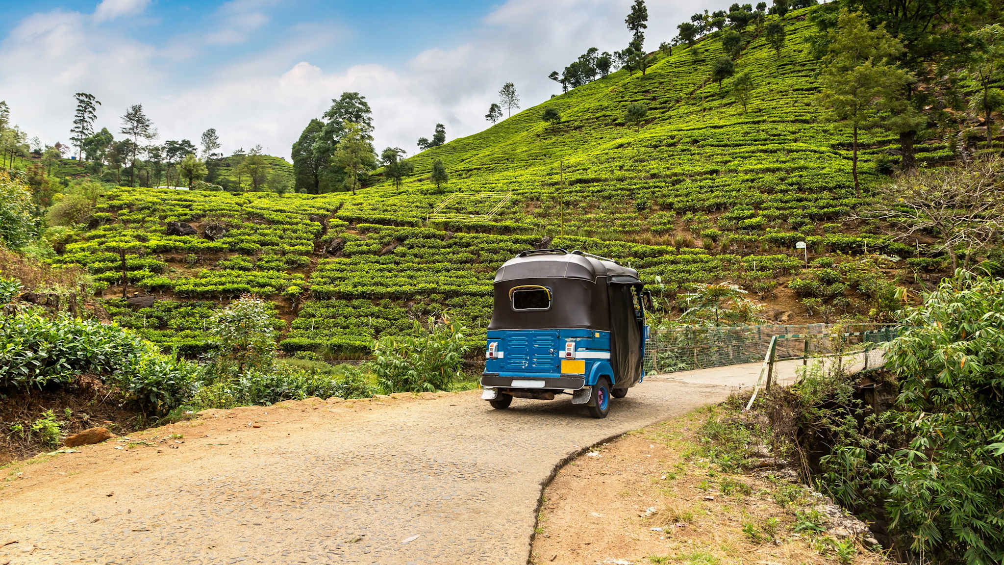Tuk Tuk auf den Teeplantagen in Nuwara Eliya, Sri Lanka © Shutterstock 2445001799 | Sergii Figurnyi