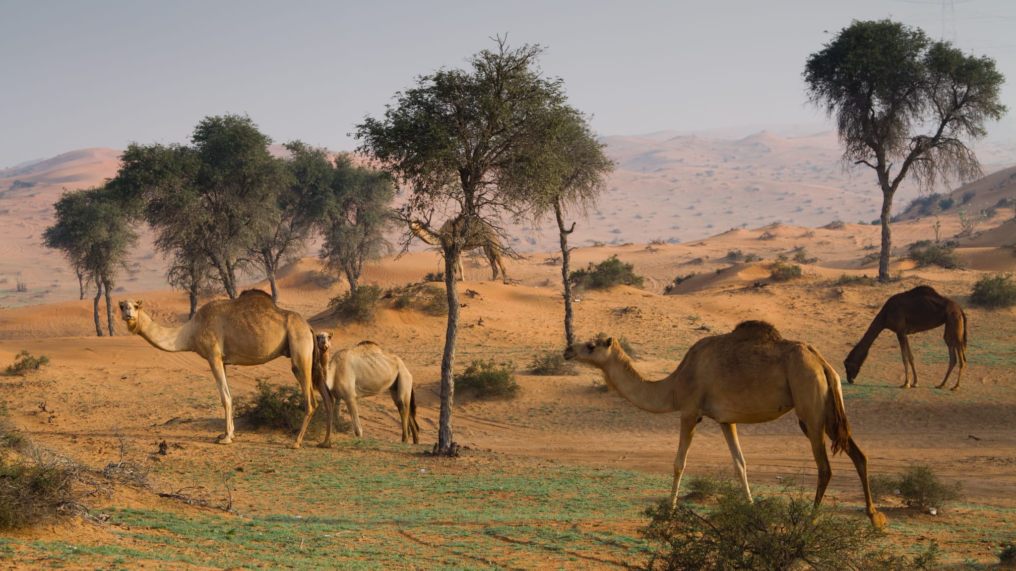 Al Wadi Wüste, Ras al-Khaimah, VAE