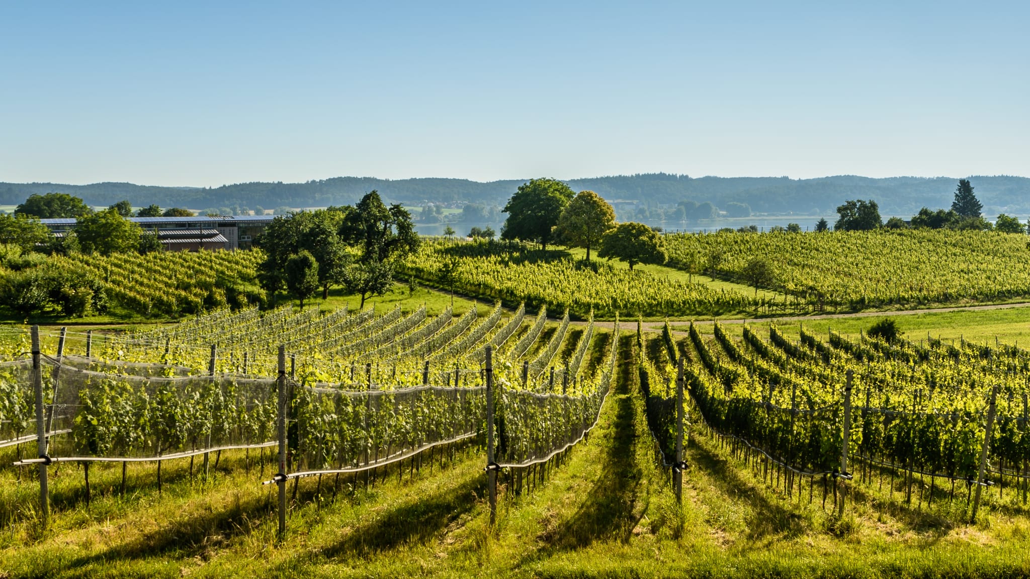 Weinberge, Reichenau, Bodensee