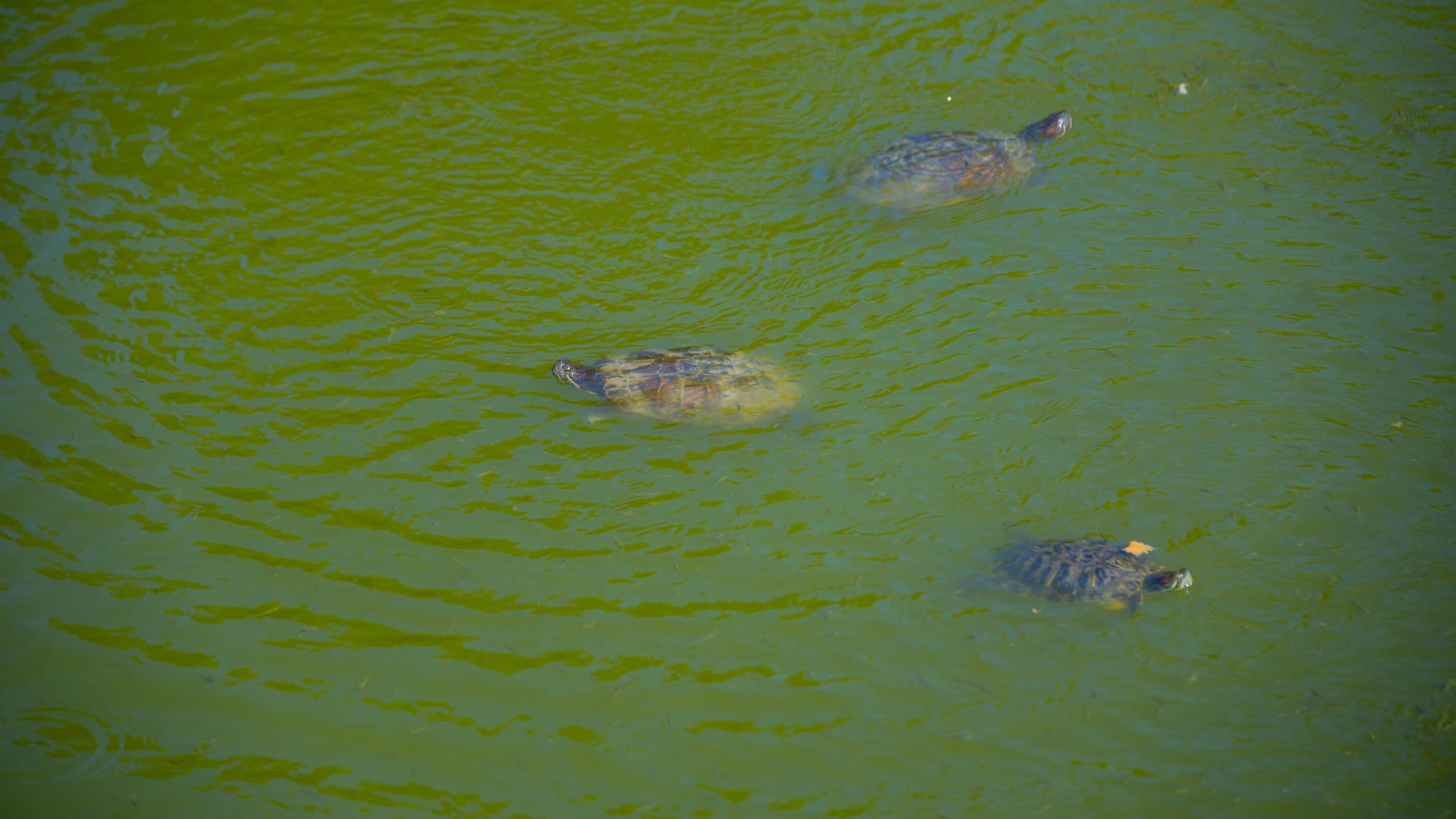 Schildkrötensee Mavrobara, Chalkidiki, Griechenland