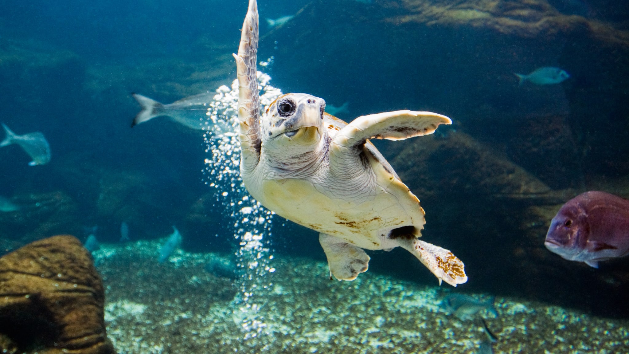 CretAquarium, Griechenland, Kreta