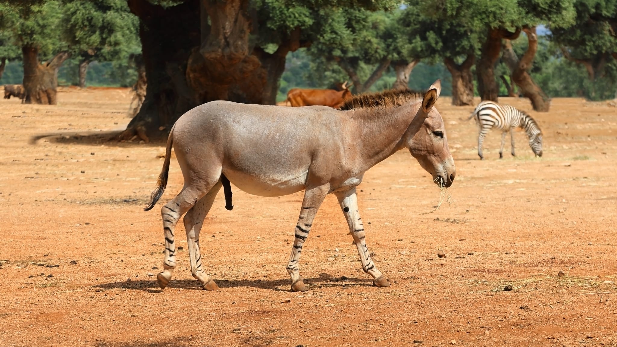 Zebra bei einer Safari Tour