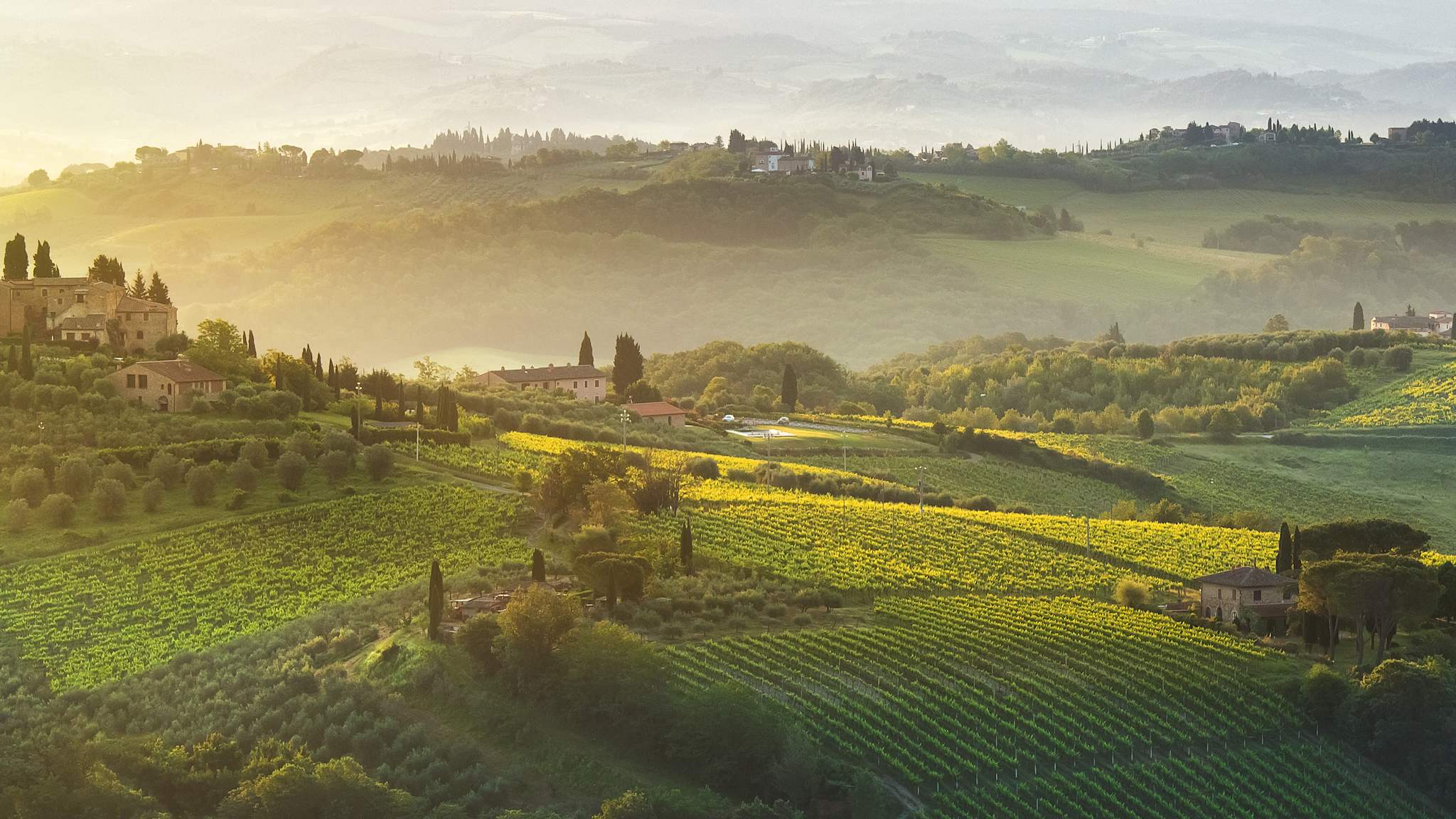 Weinberg, San Gimignano, Toskana