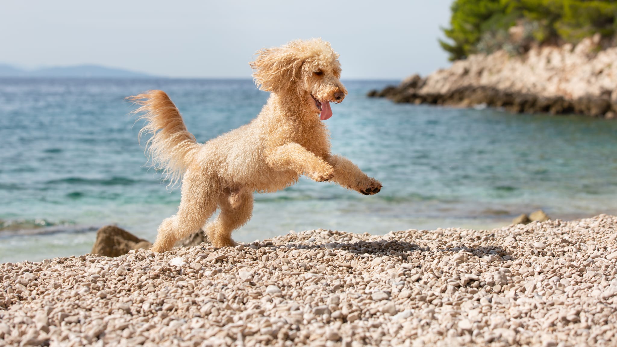 Hund am Strand der Insel Brac, Kroatien.