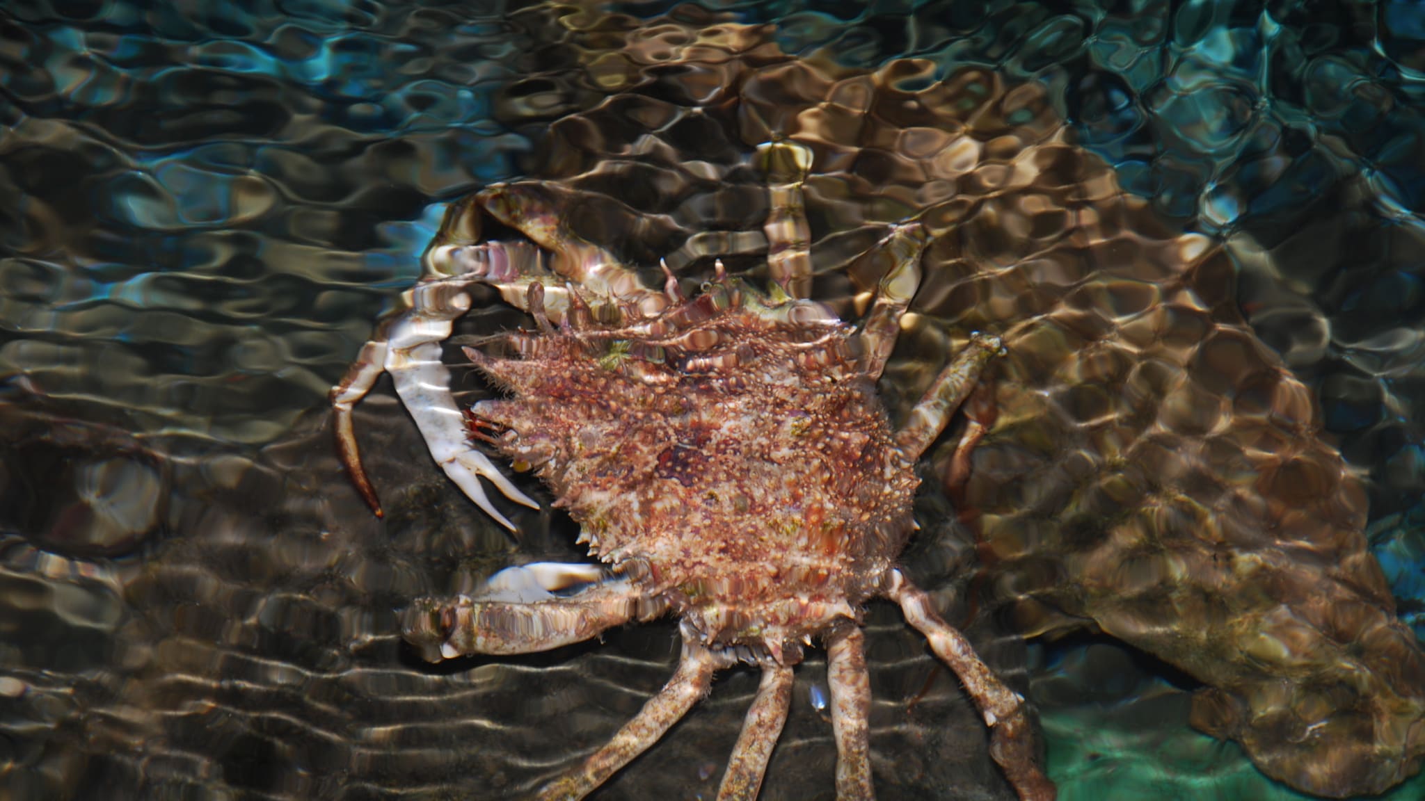 Aquarium in Pula, Istrien, Kroatien